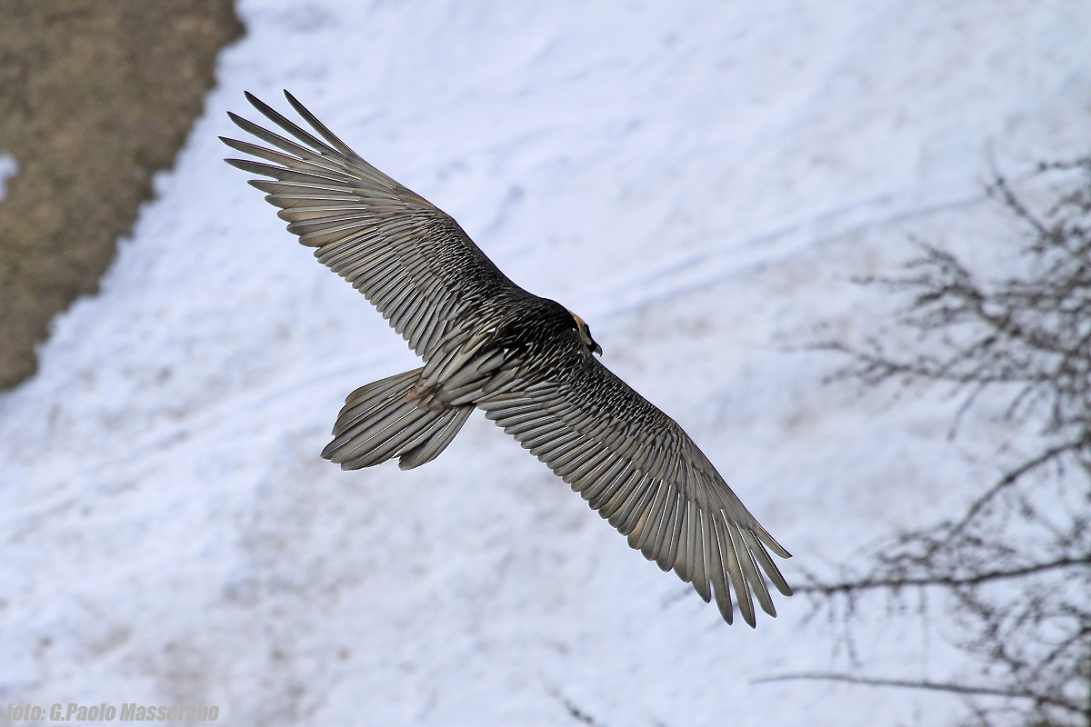 adult bearded vulture