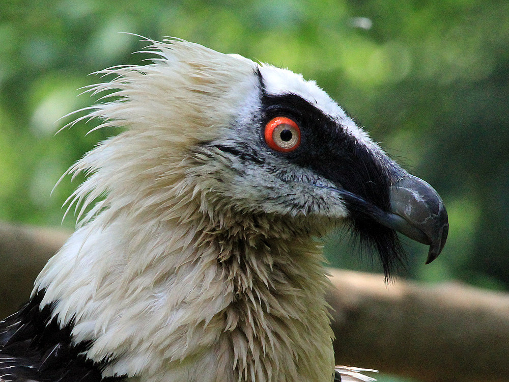 adult bearded vulture