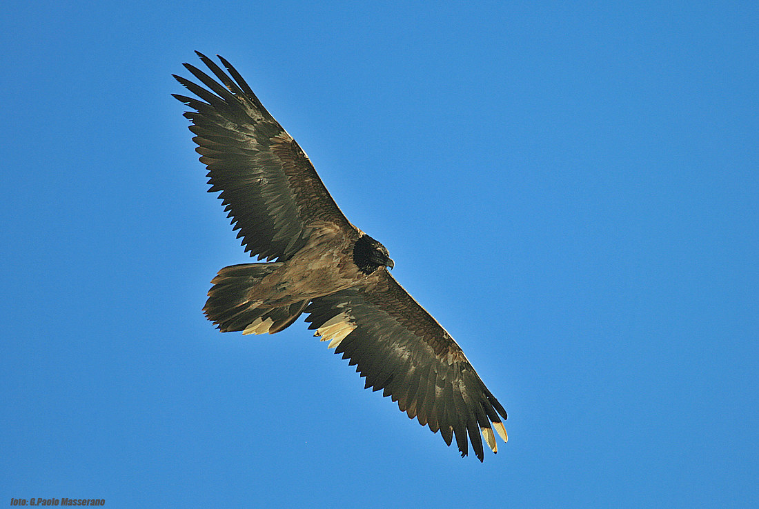 Bearded Vulture with markings