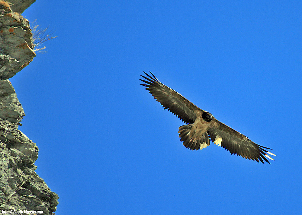 Bearded Vulture with markings