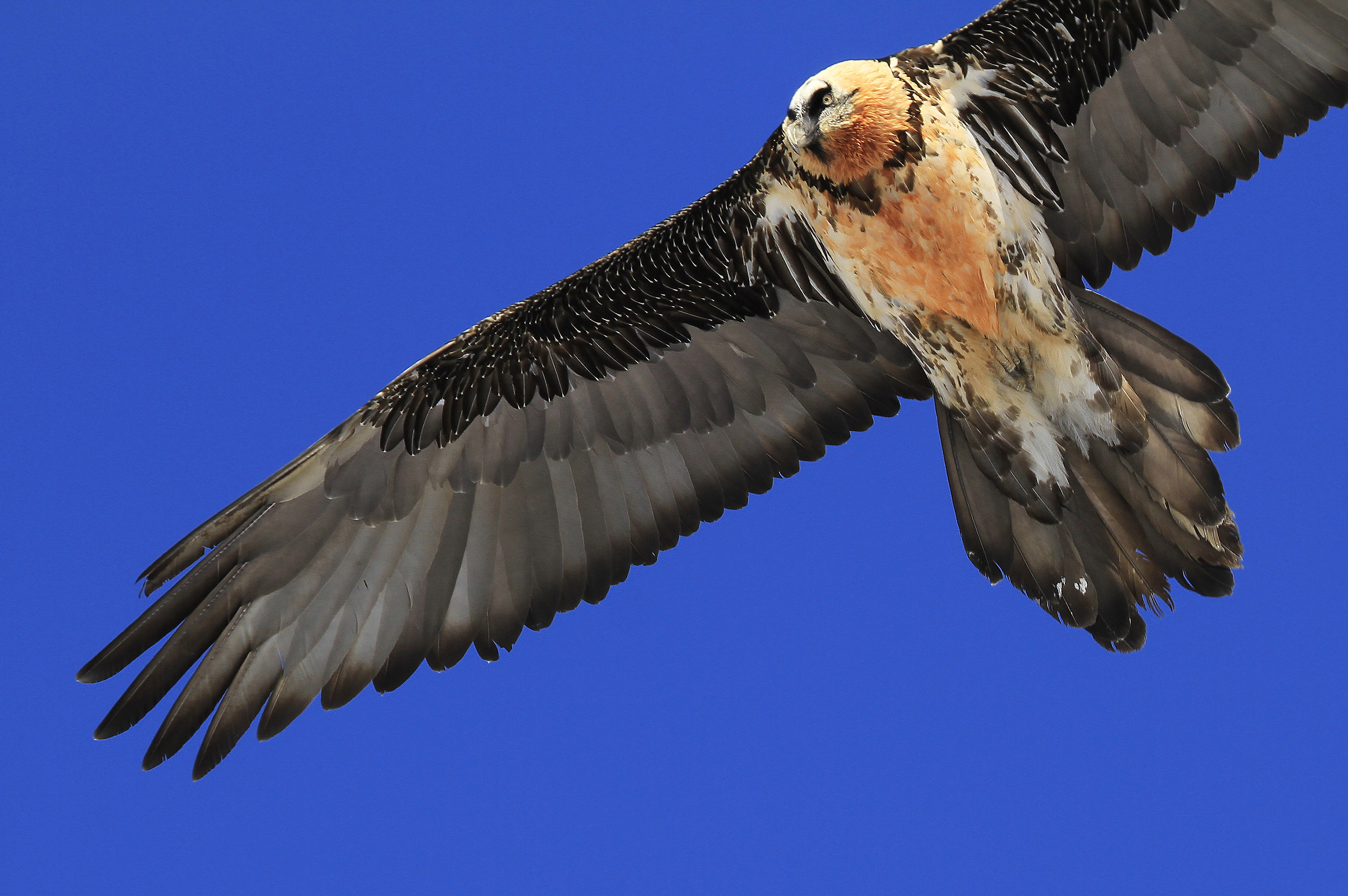 adult bearded vulture
