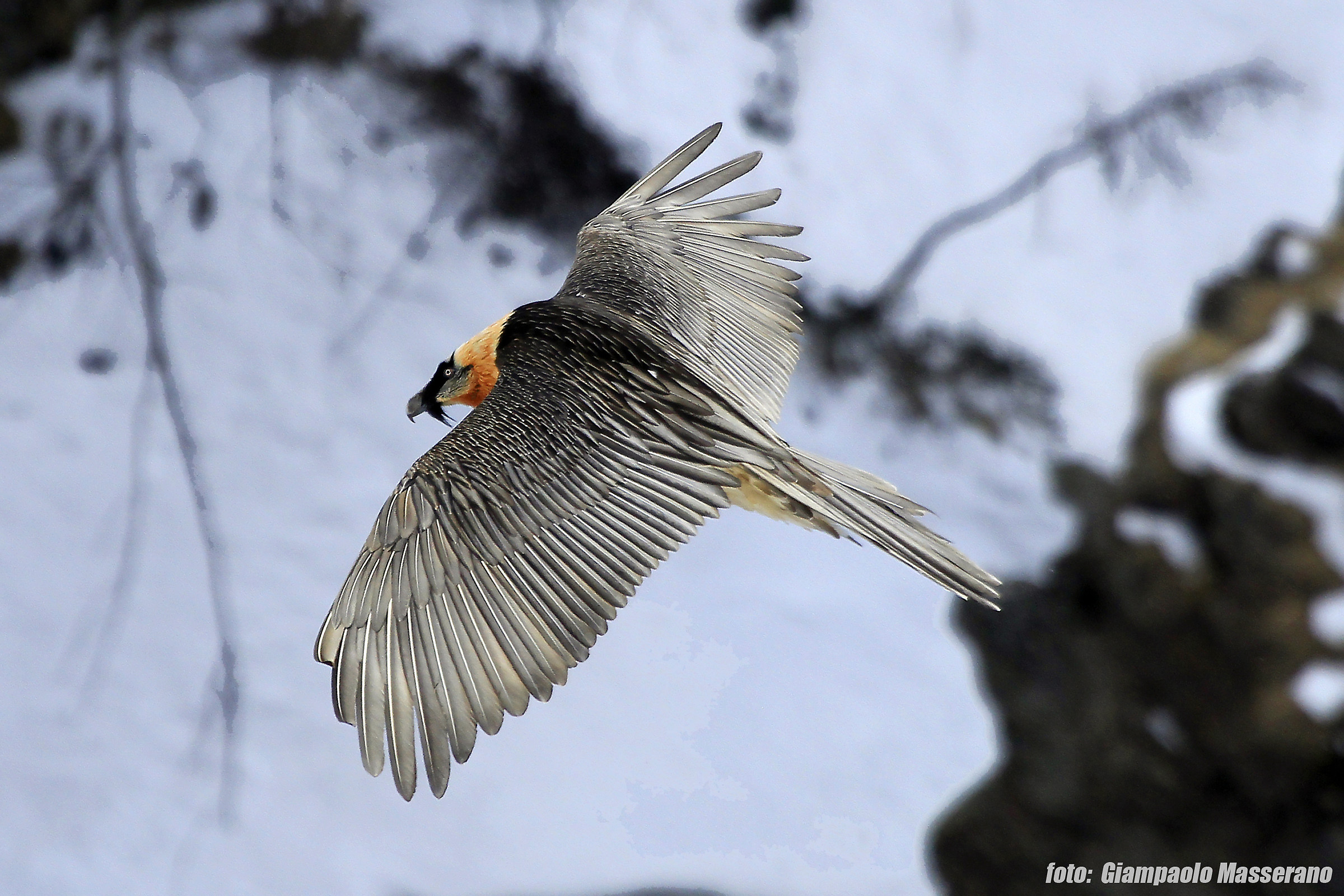adult bearded vulture