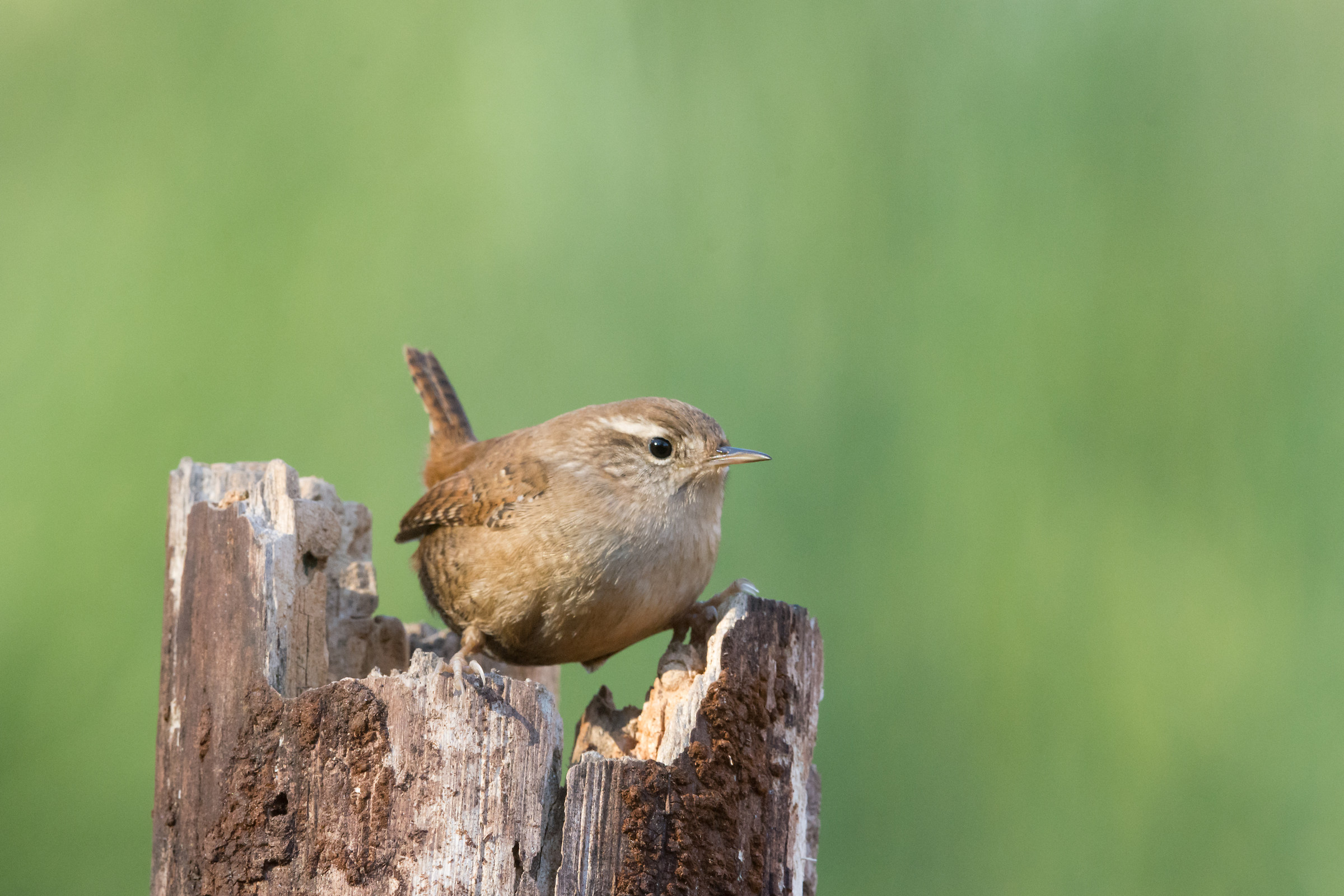 Scricciolo (Troglodytes troglodytes)