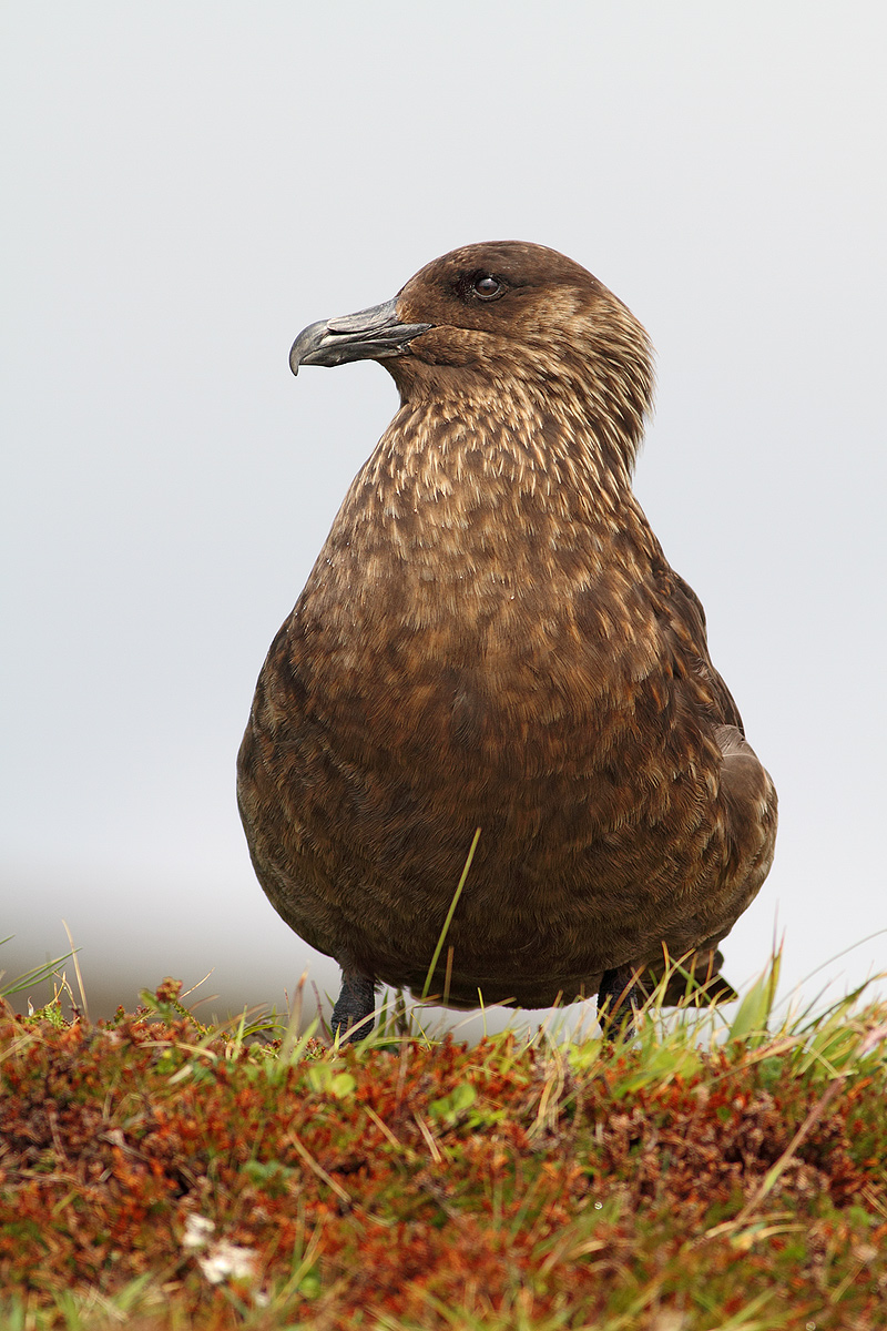Stercorario maggiore