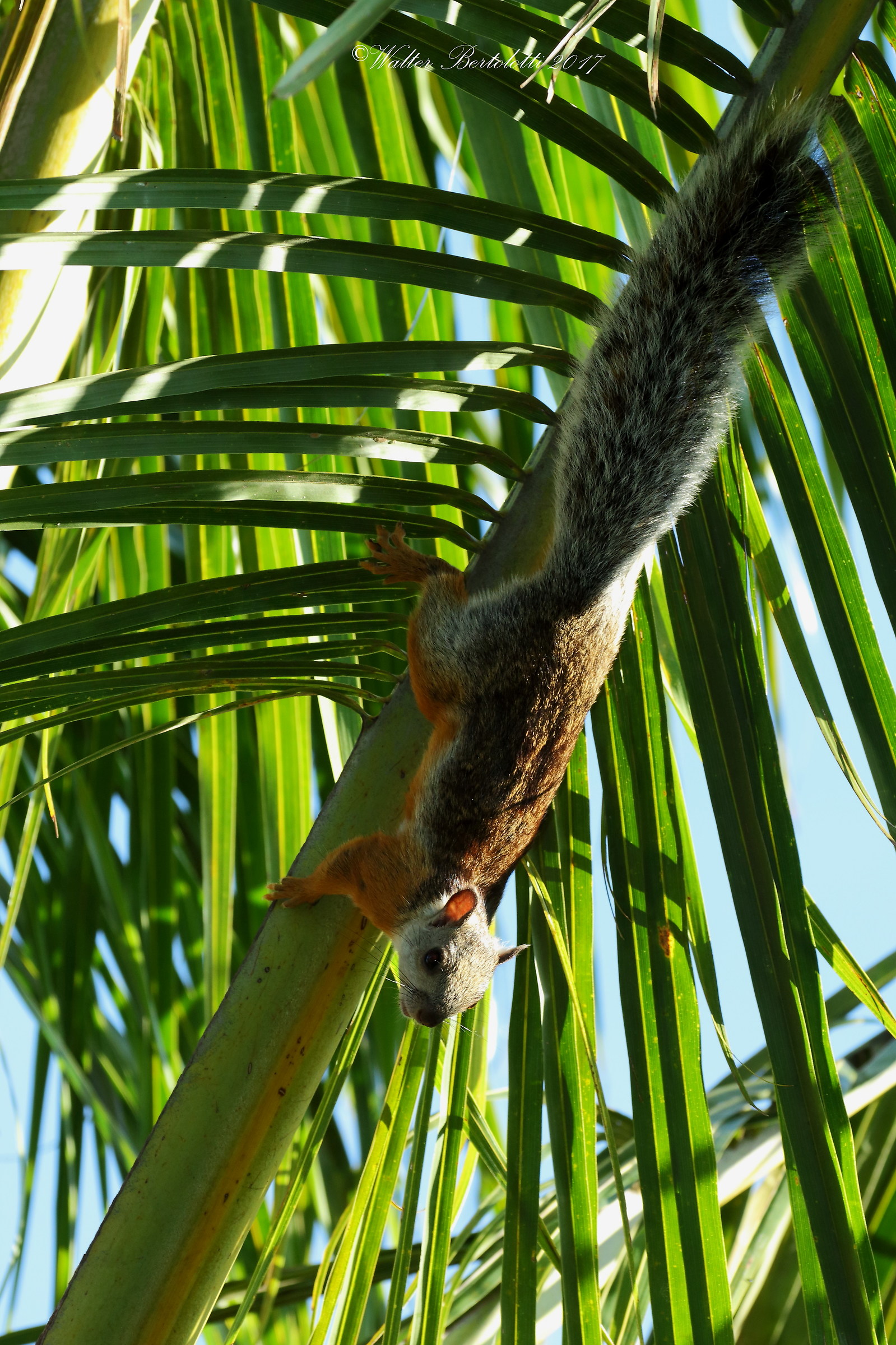 Sciurus variegatoides