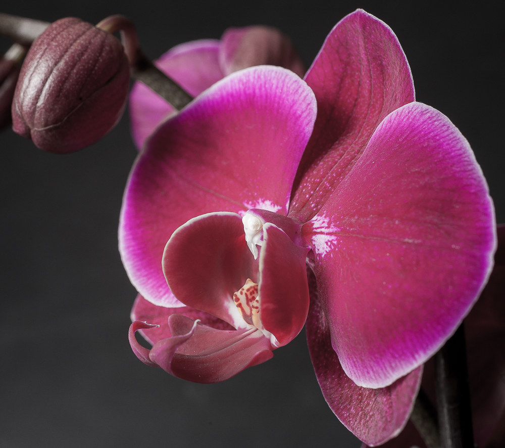 Orchid