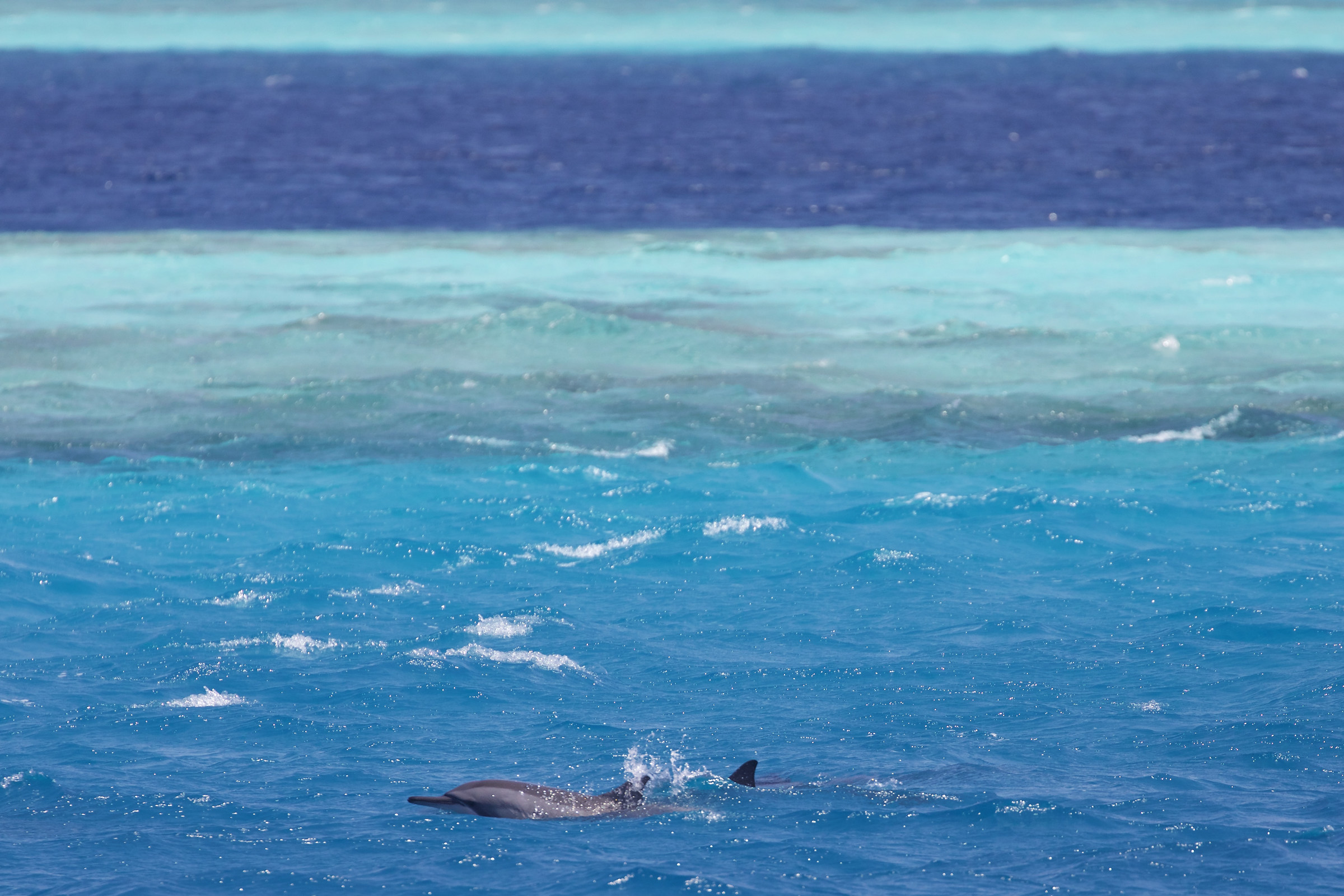 dolphins and reef