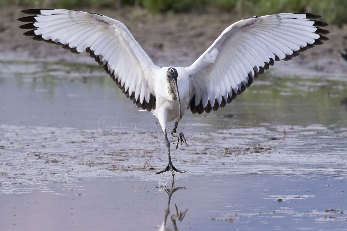 Sacred Ibis (Threskiornis aethiopicus)