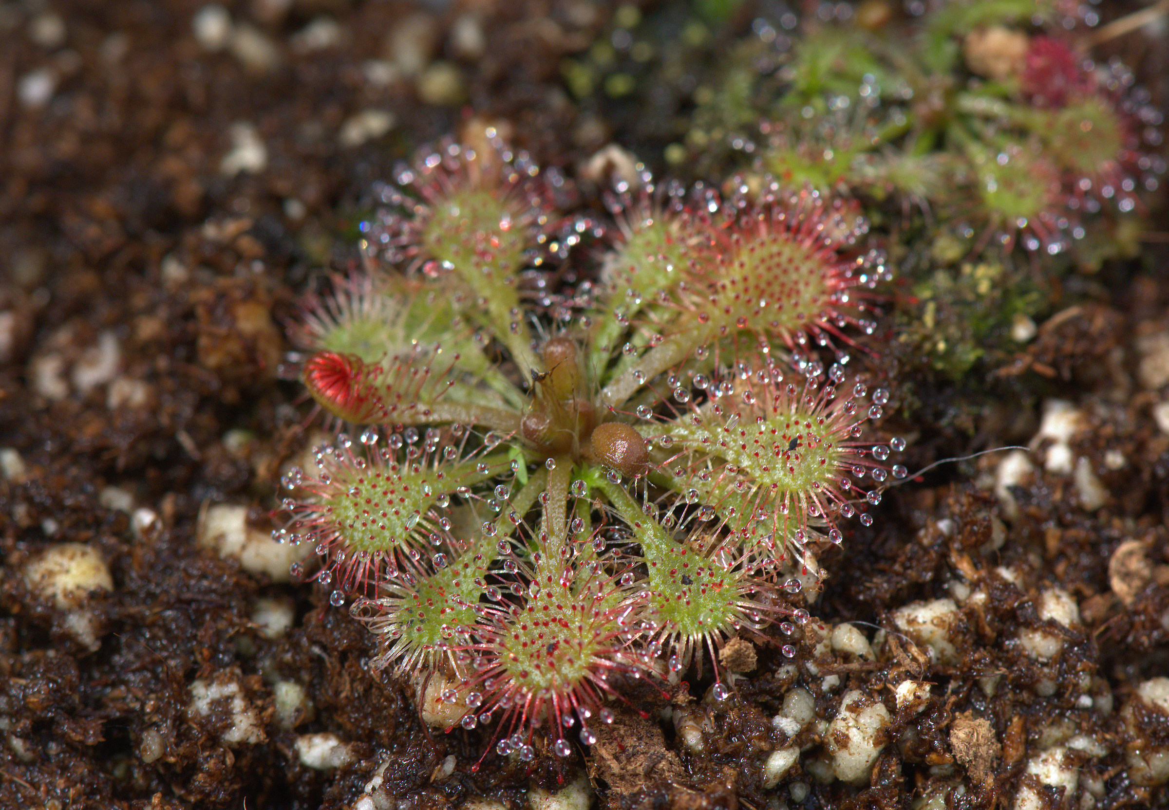 Drosera spathulata