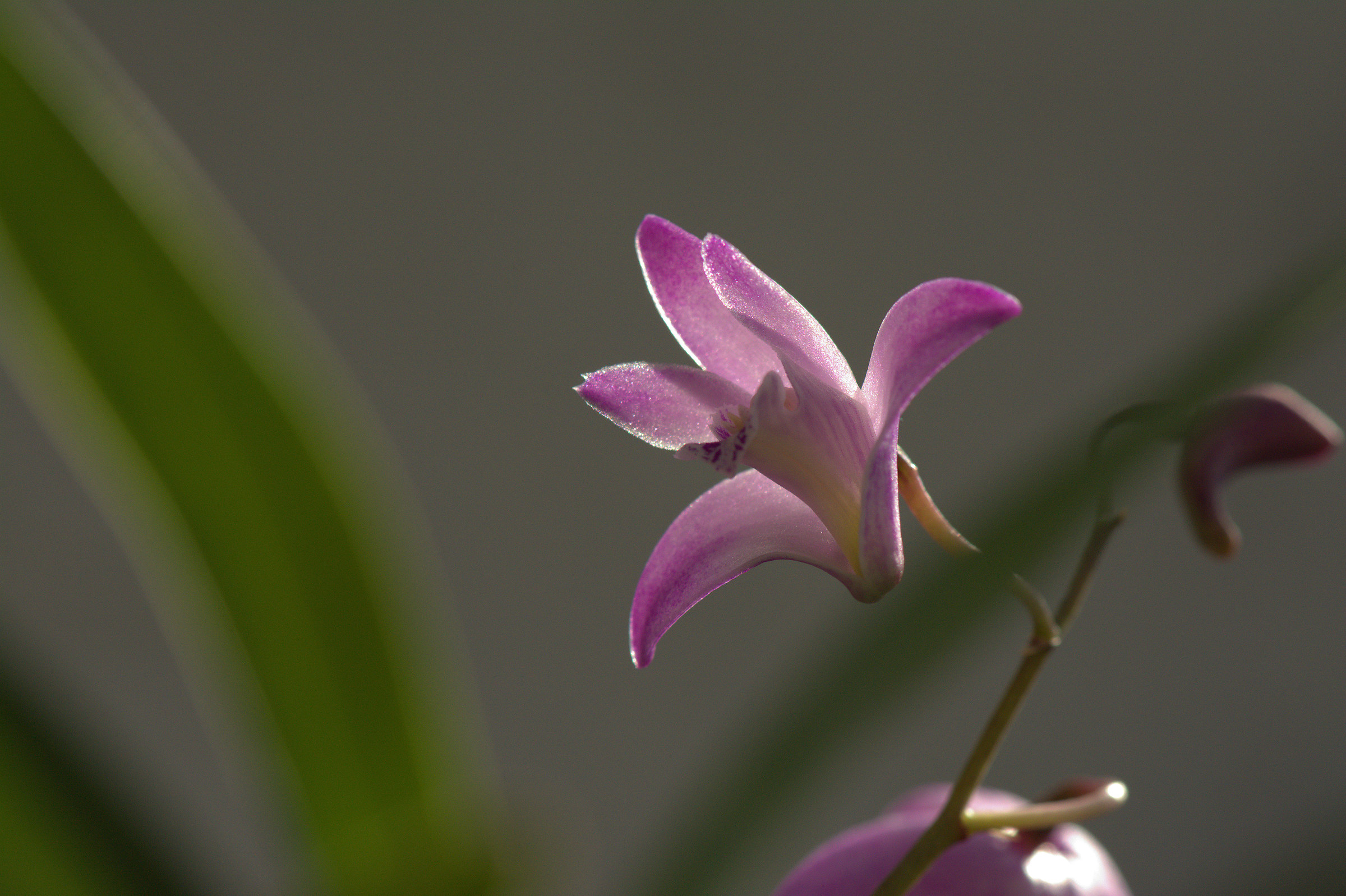Dendrobium kinjianum