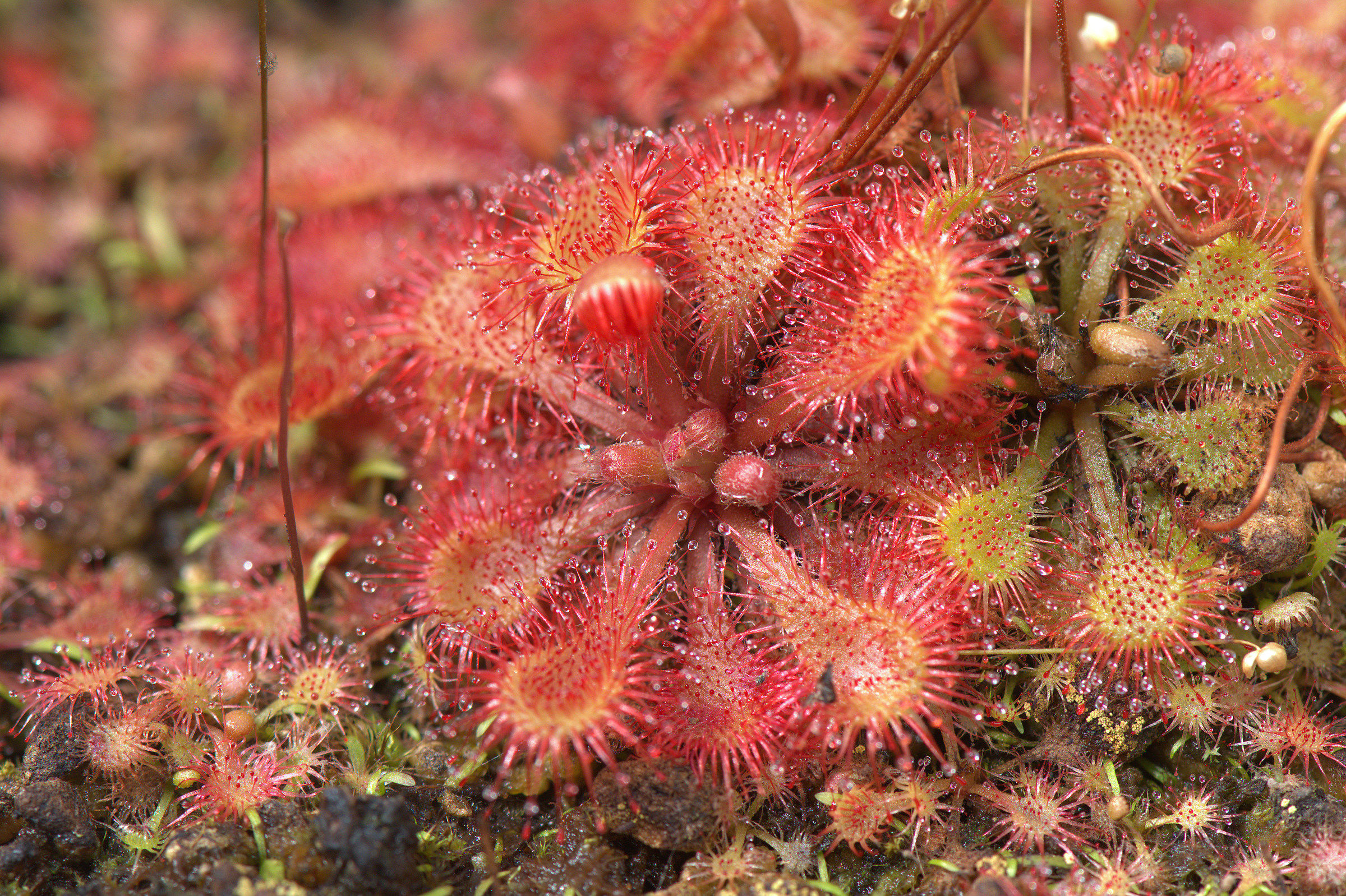 Drosera capillaris
