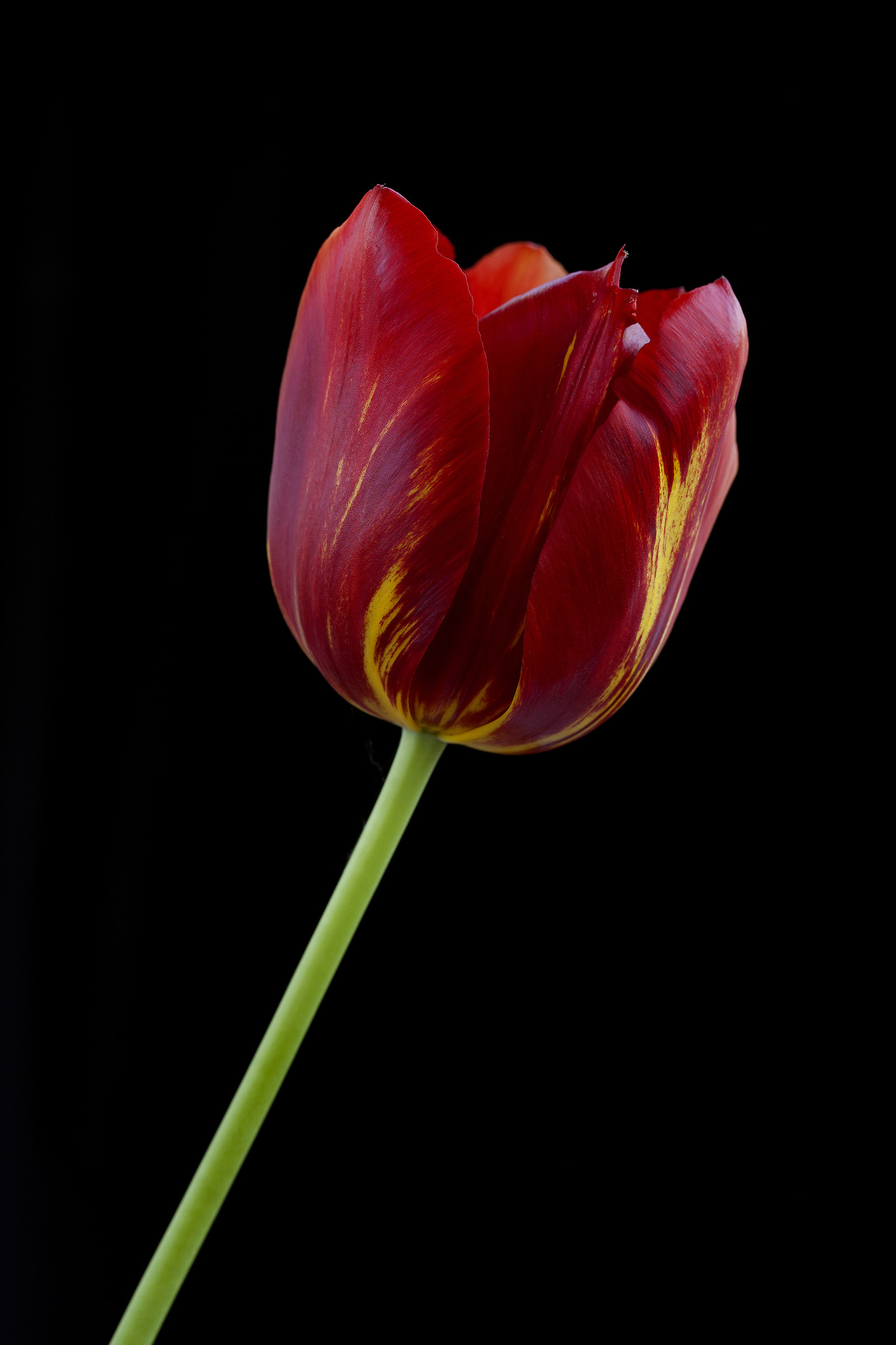 Tulipano rosso