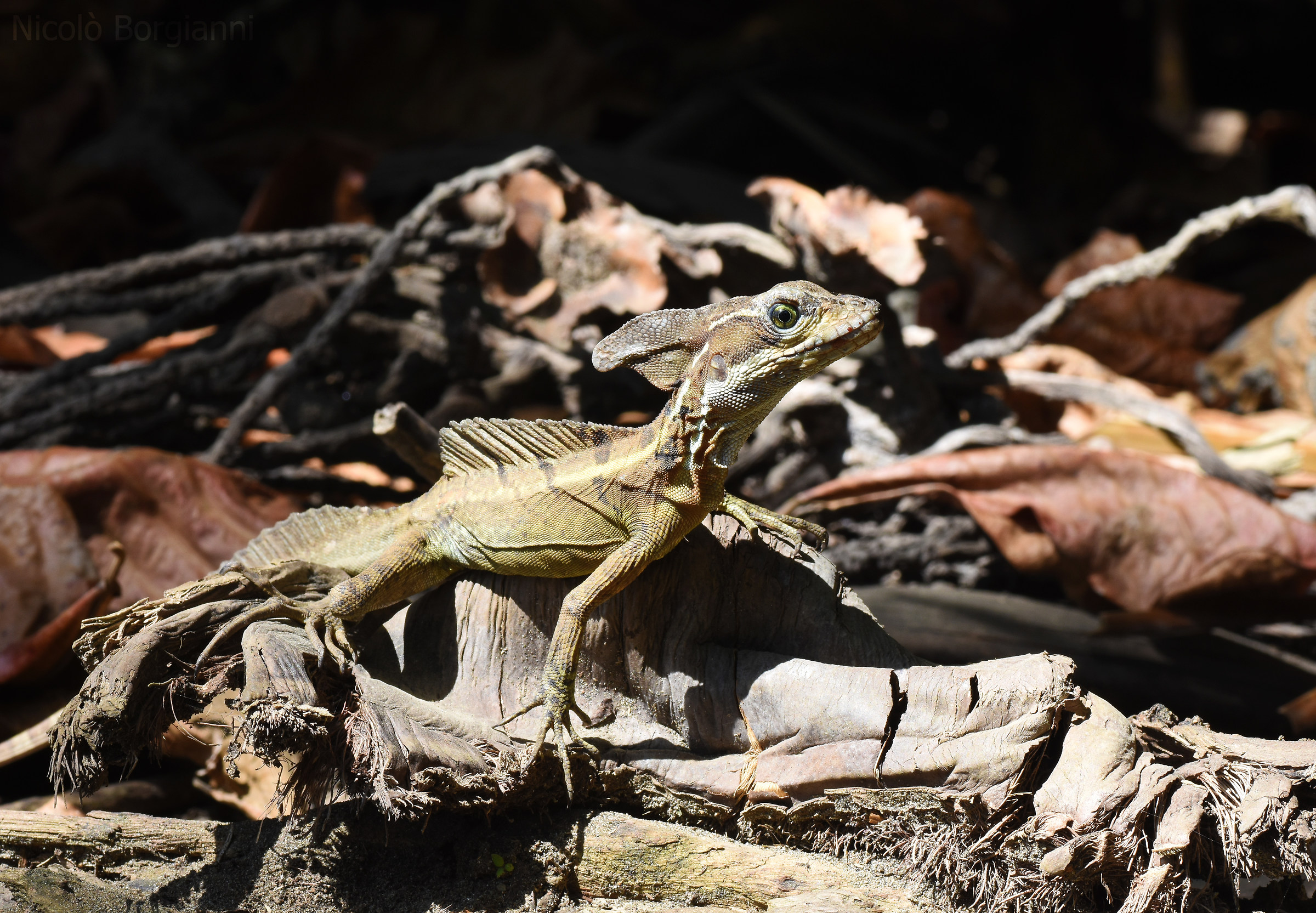 Il guardiano della foresta