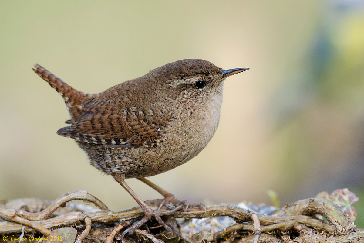 Scriciolo bell'imbusto!