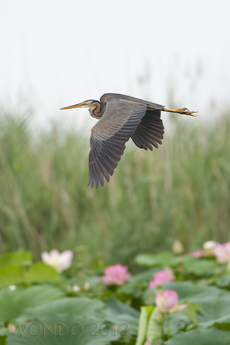 purple heron in the lotus