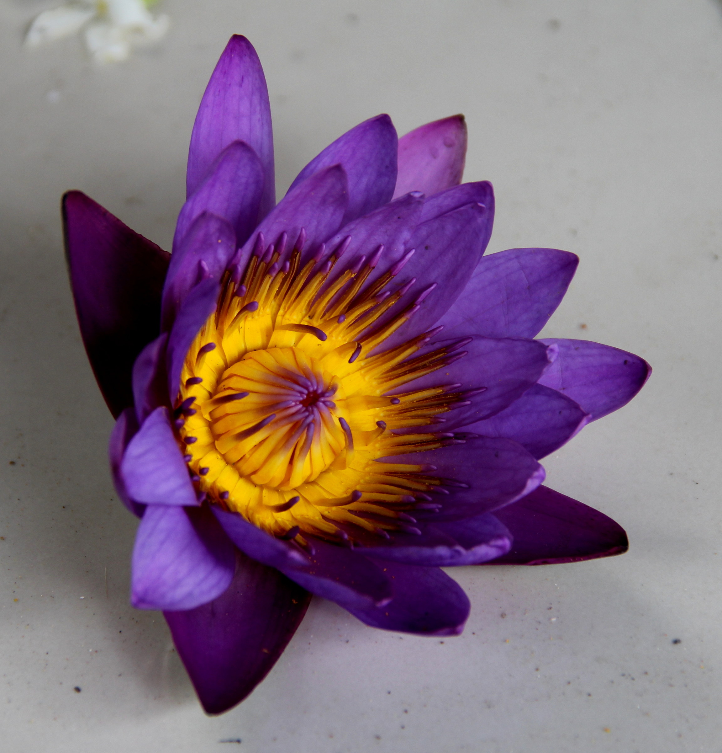 Un'offerta al Buddha