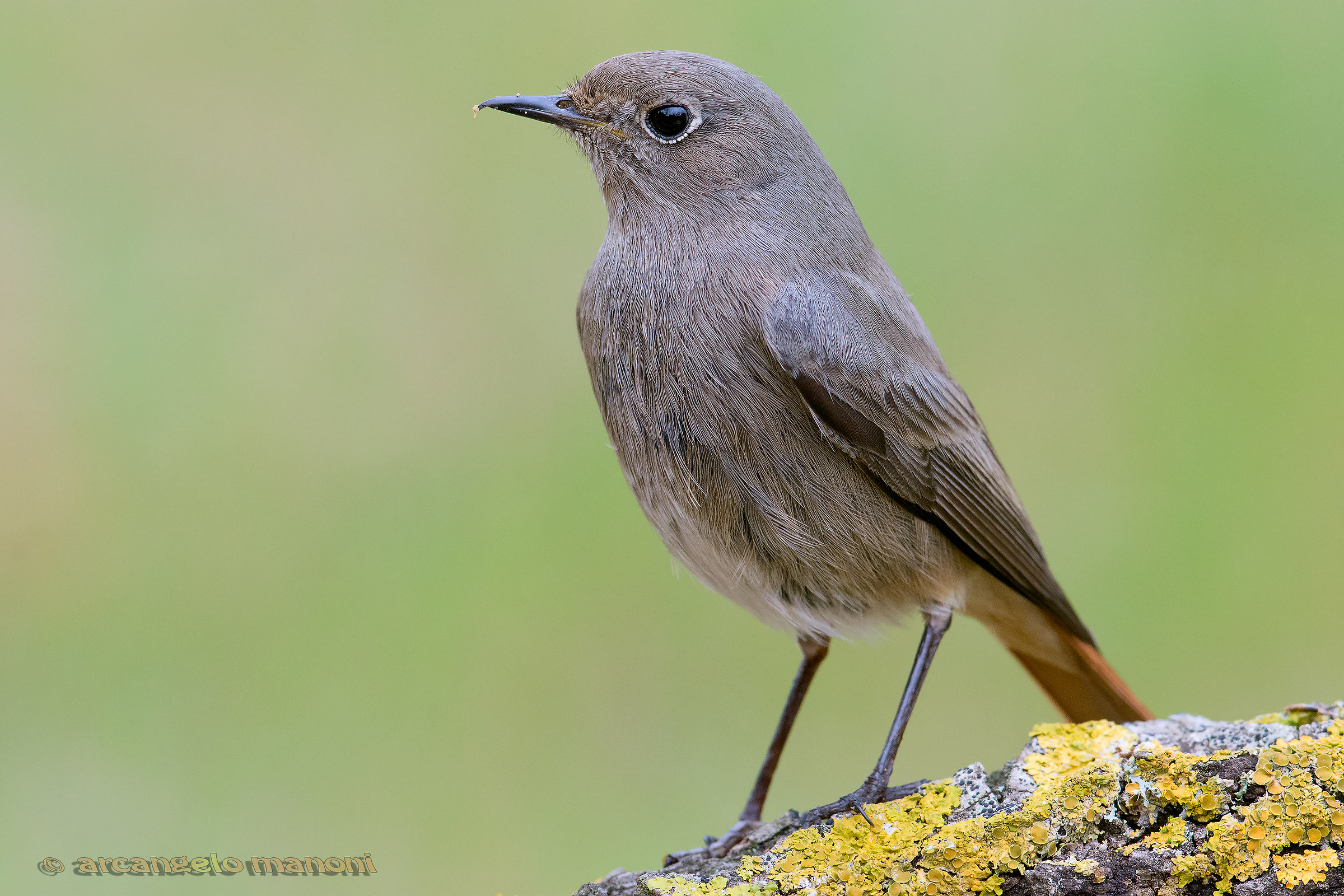 The gentleman in gray