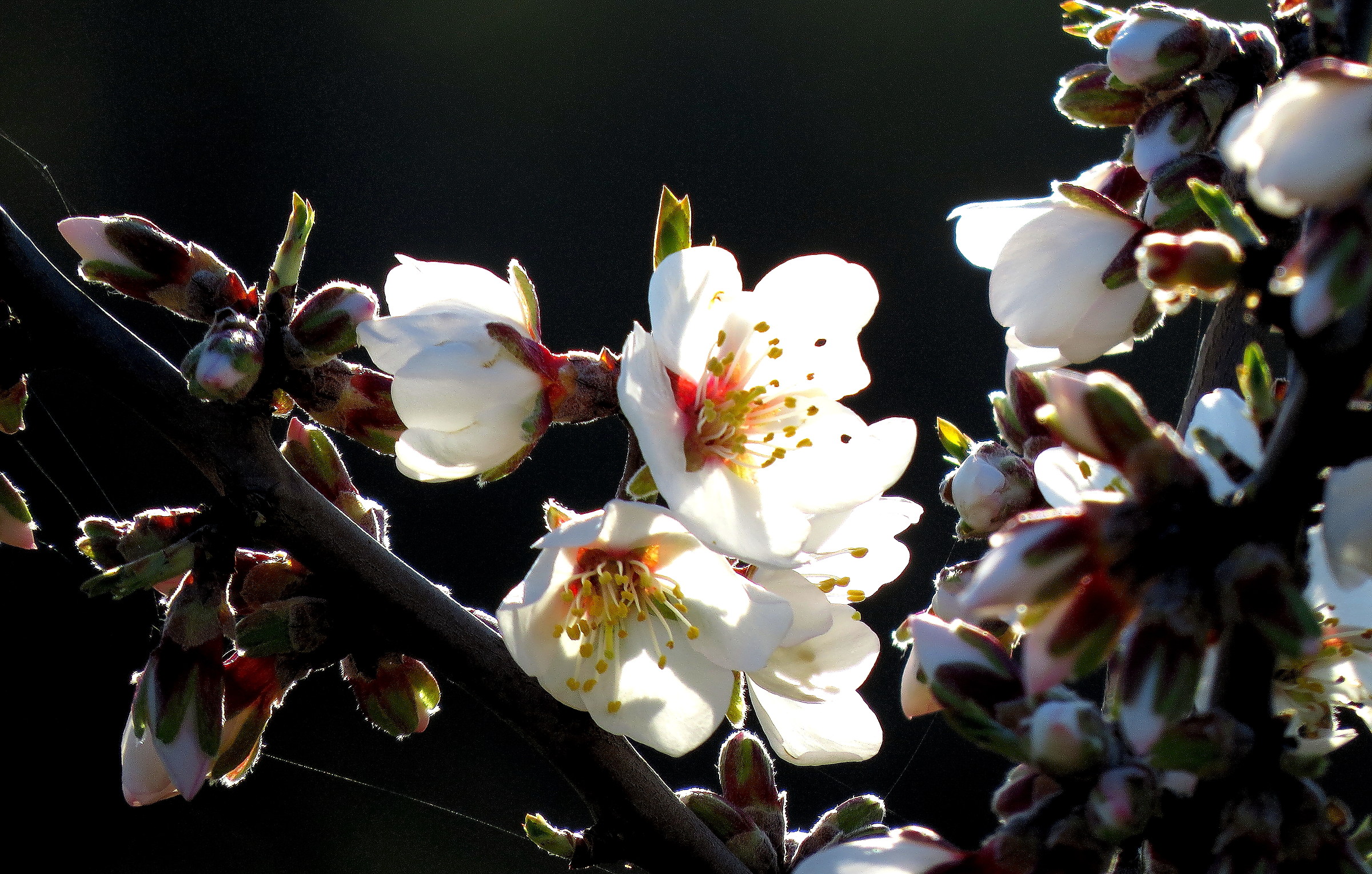 almond trees in bloom