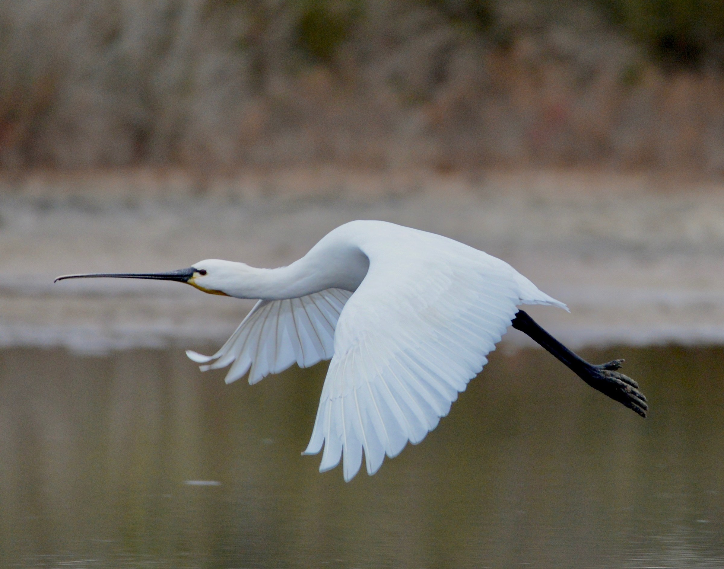 It is a flight to planareeeee