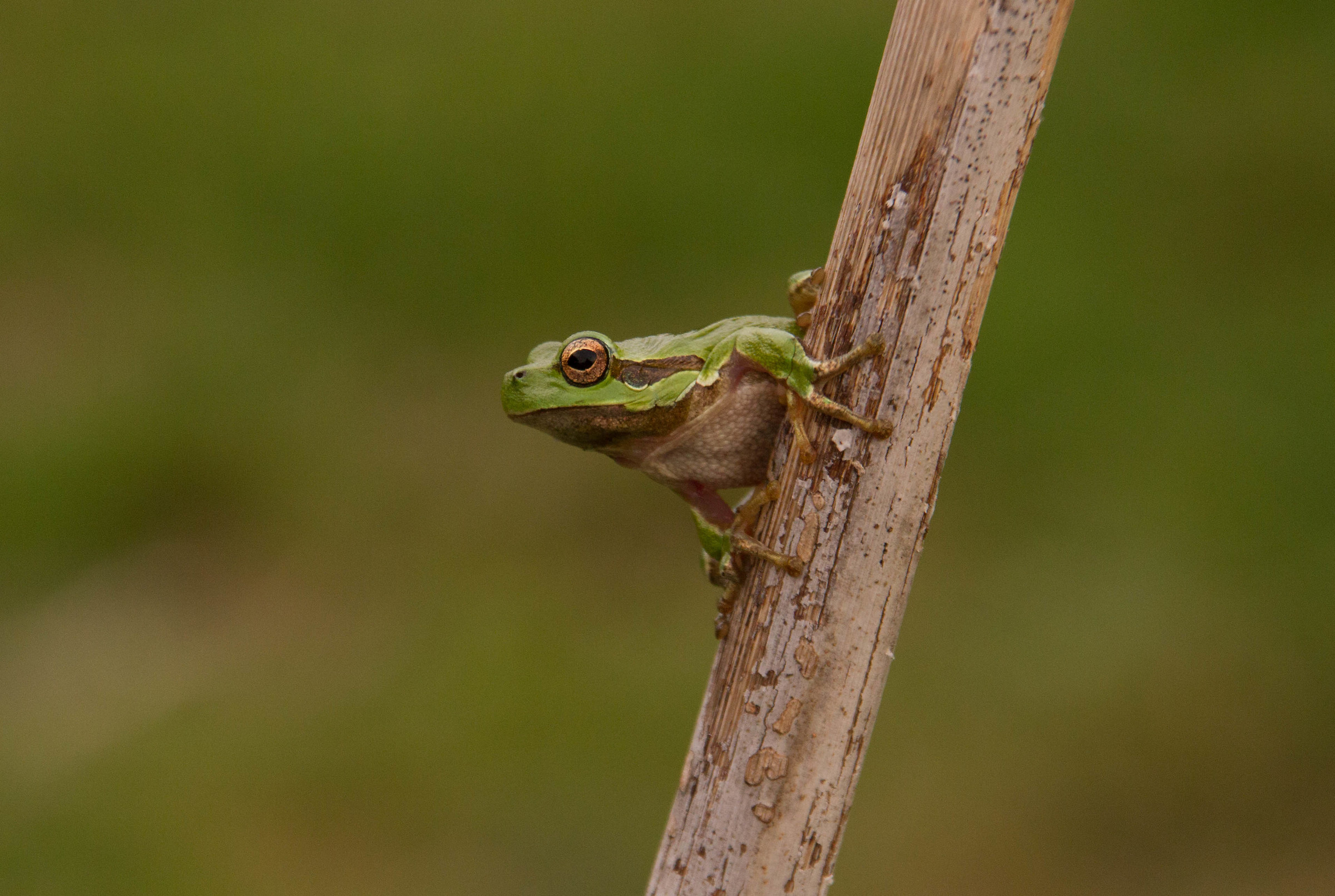 tree frog ready to jump