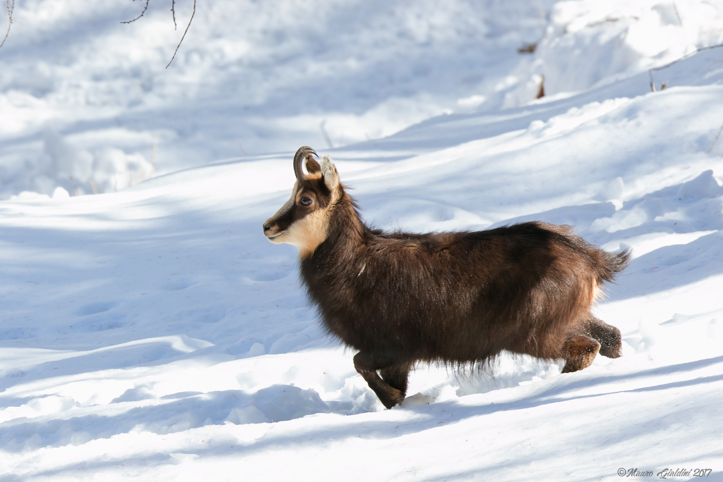 Chamois in the snow