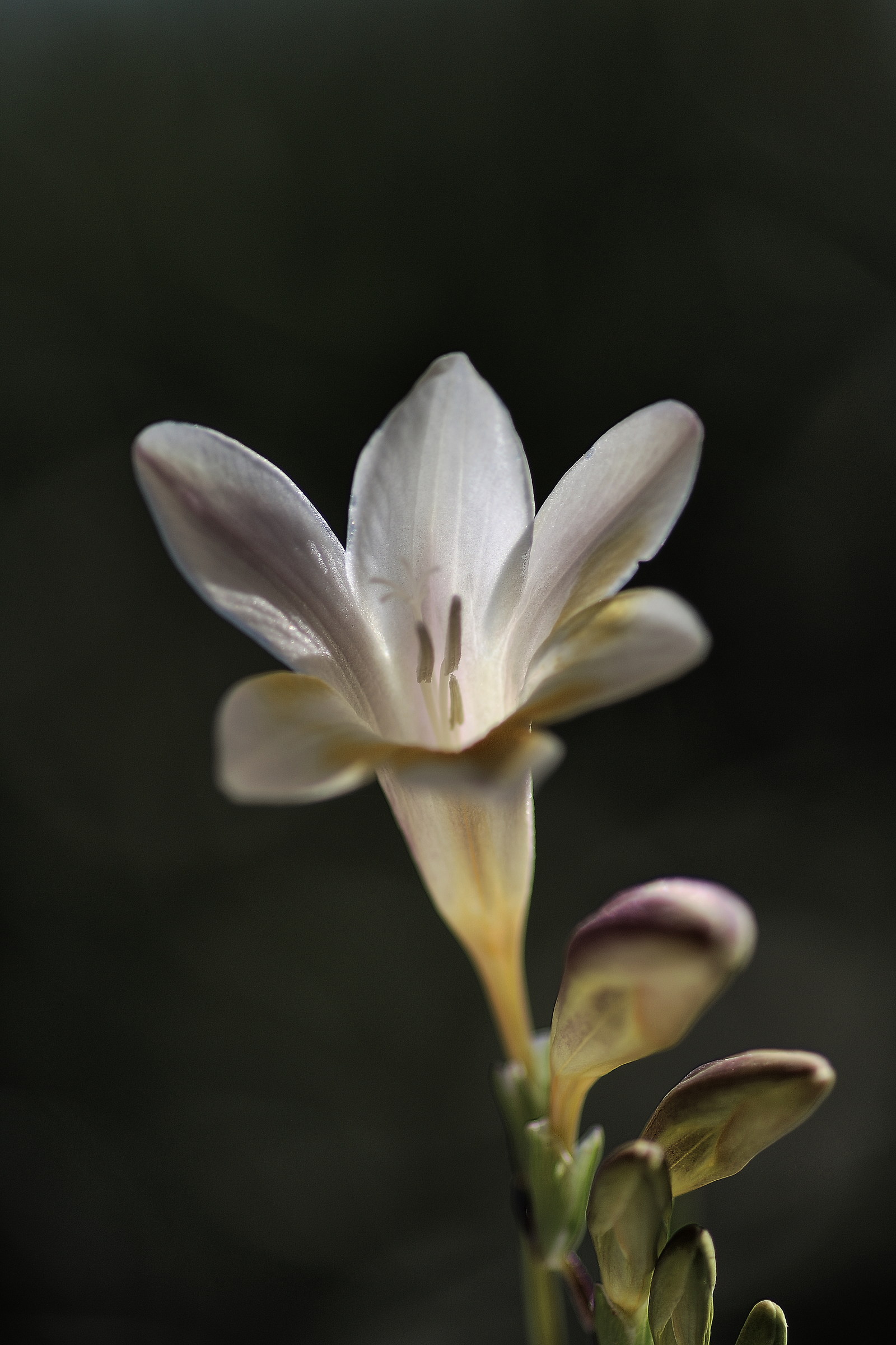 The first freesia ..