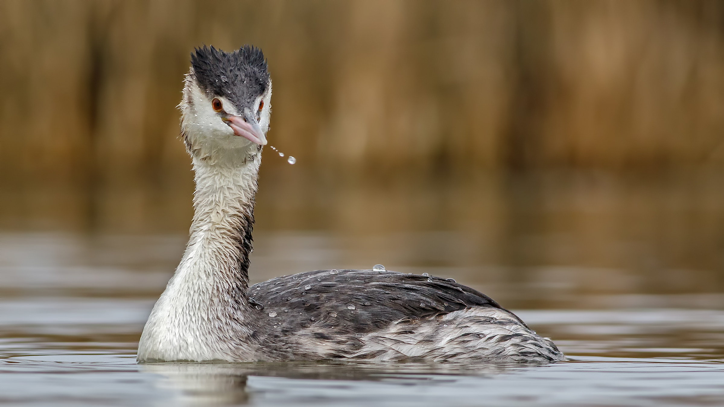 Great Crested Grebe