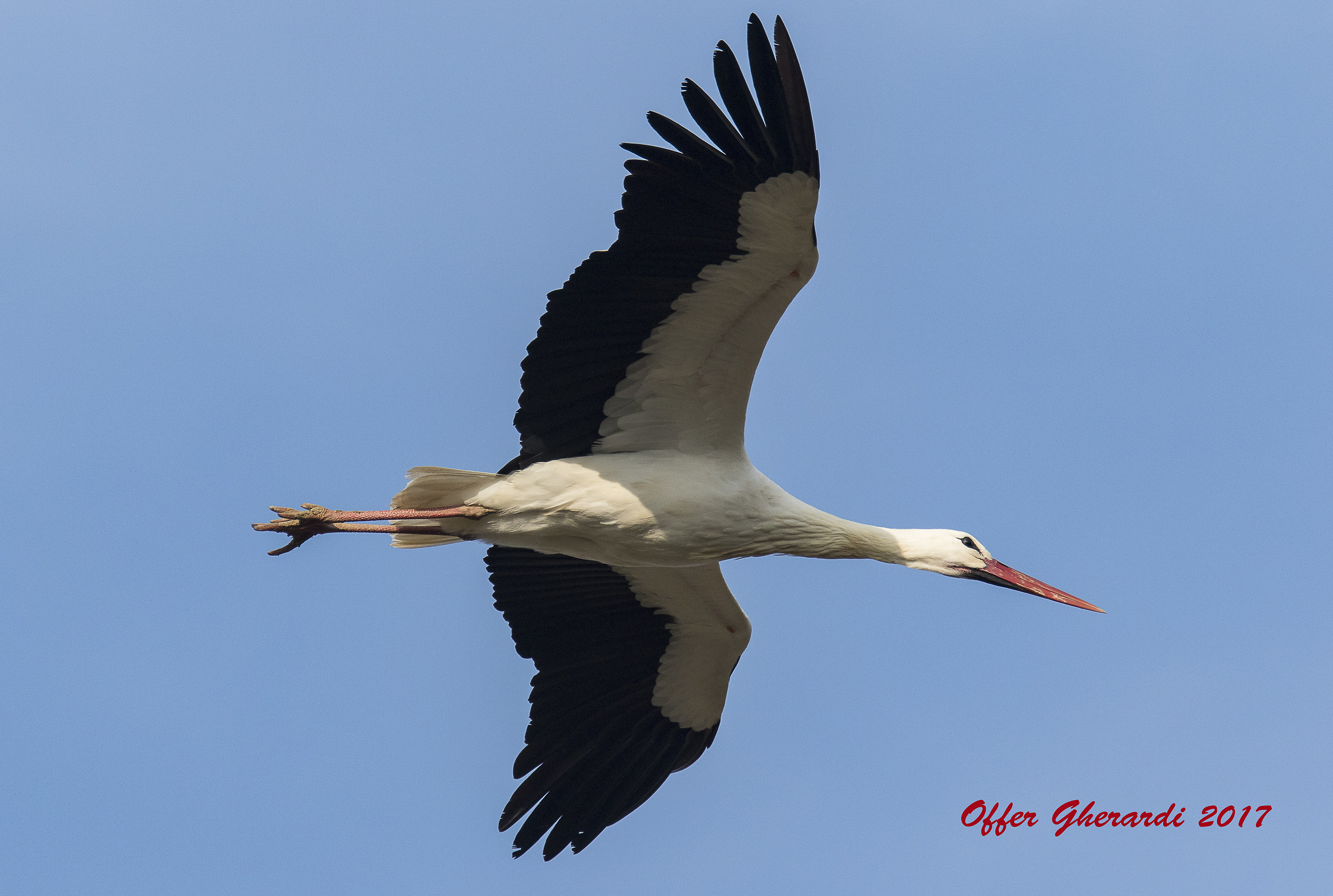 Stork