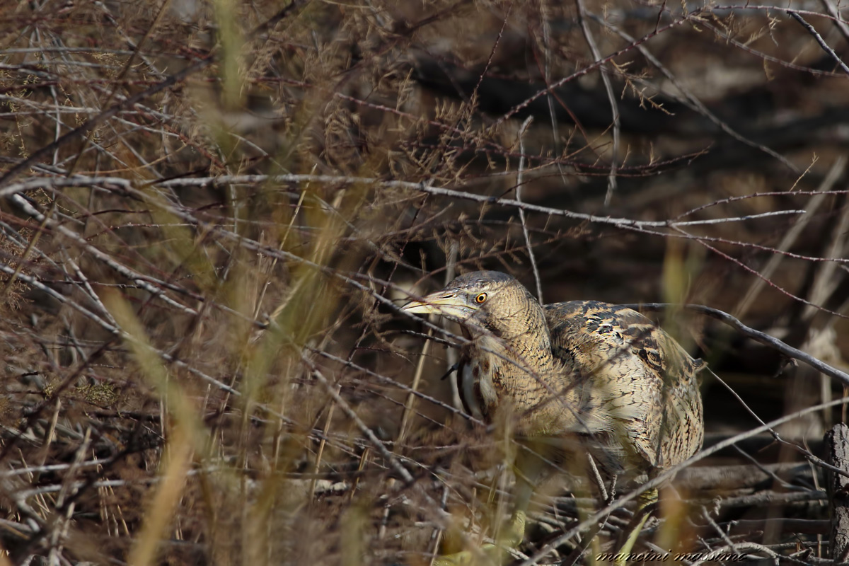 Tarabuso (Botaurus stellaris)