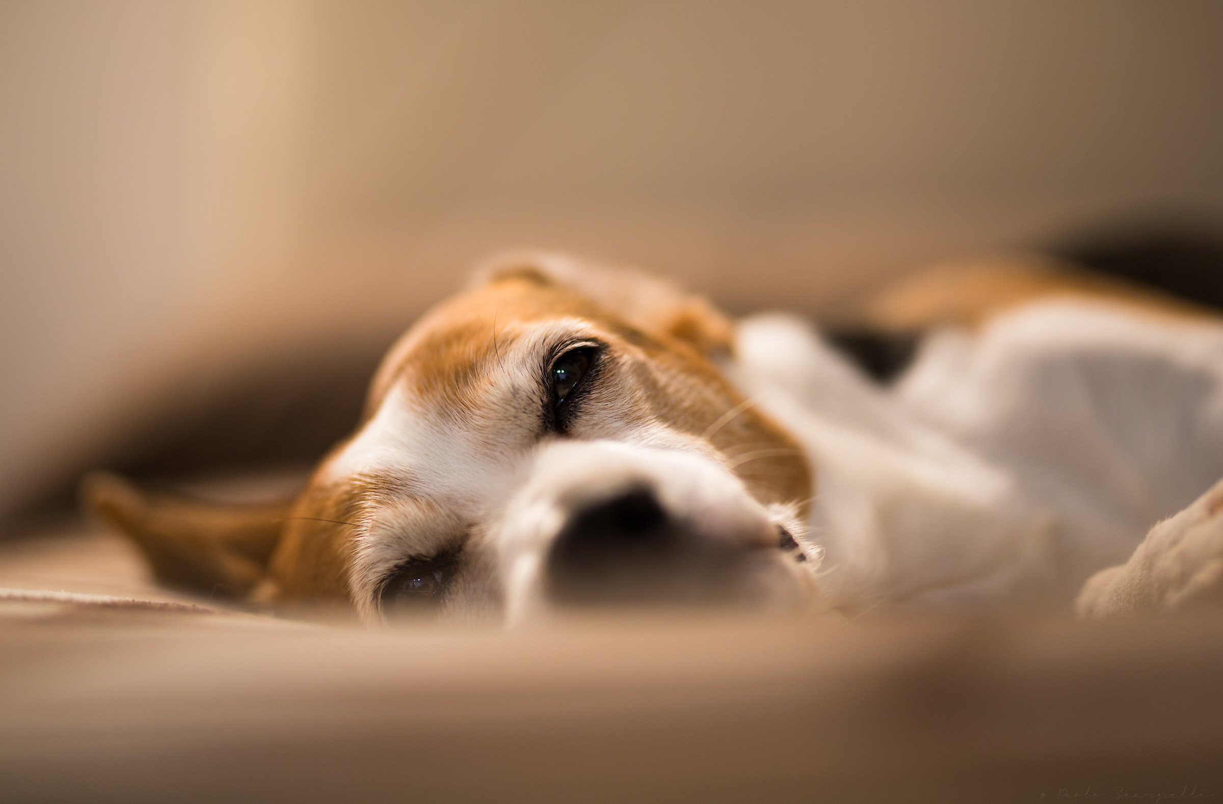 Testando il nuovo Sigma 85mm