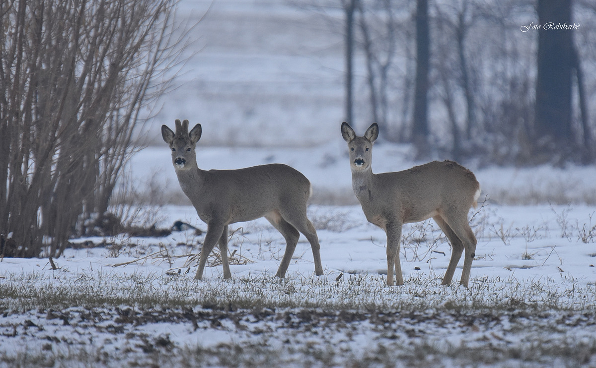 A couple in white ...