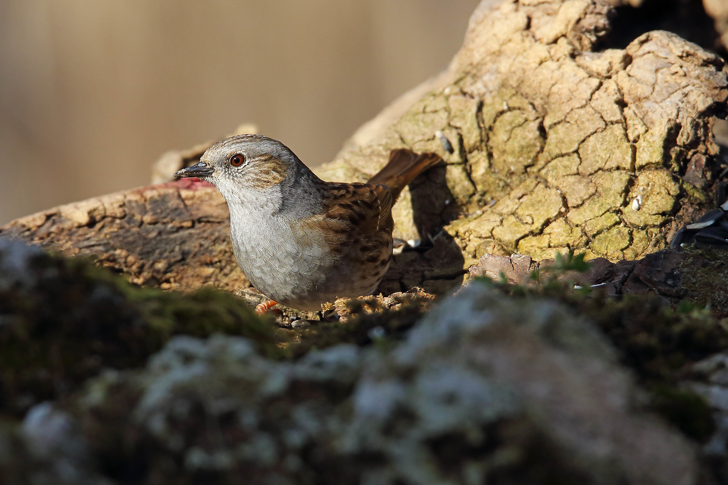 Dunnock