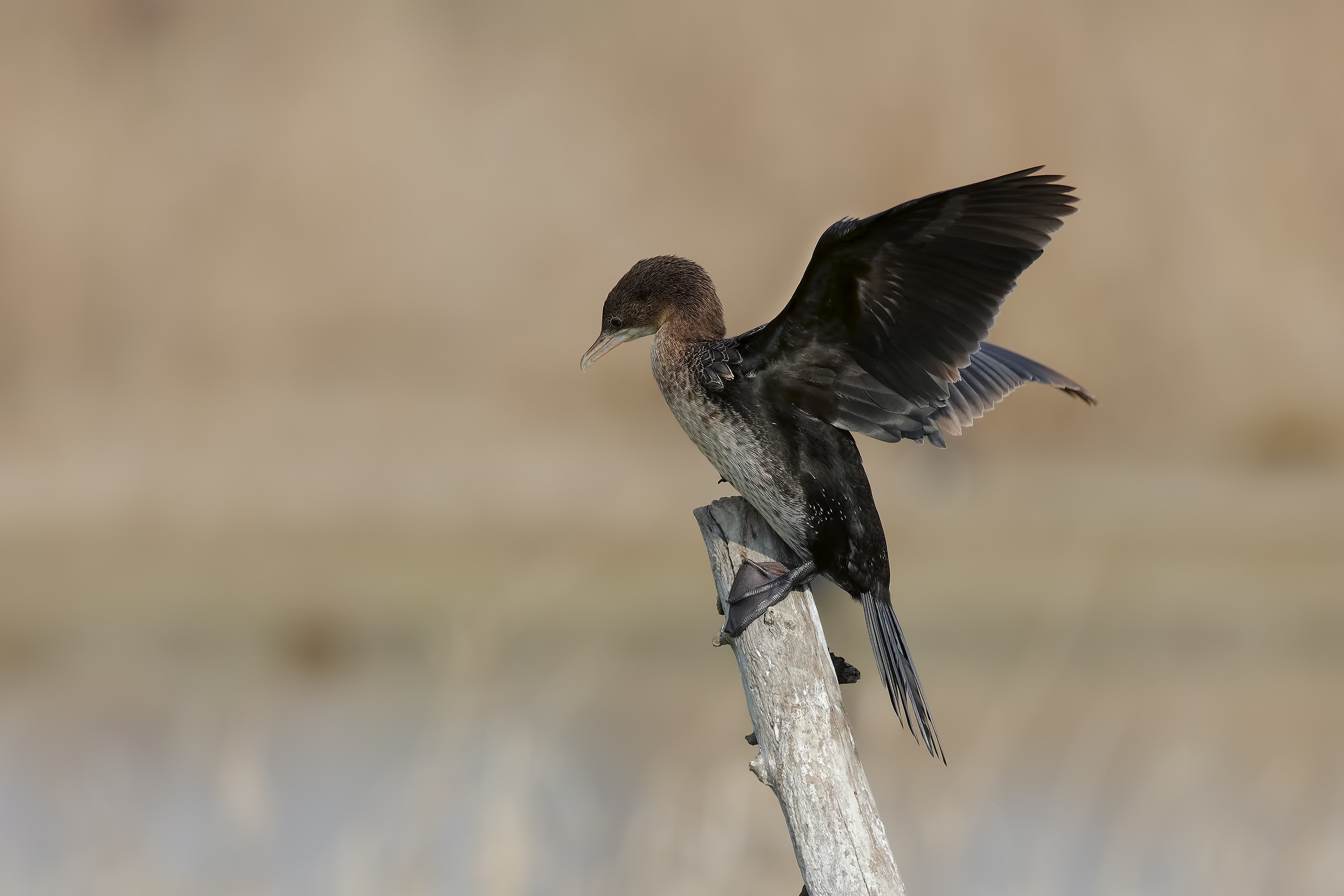 Marangone minore....2