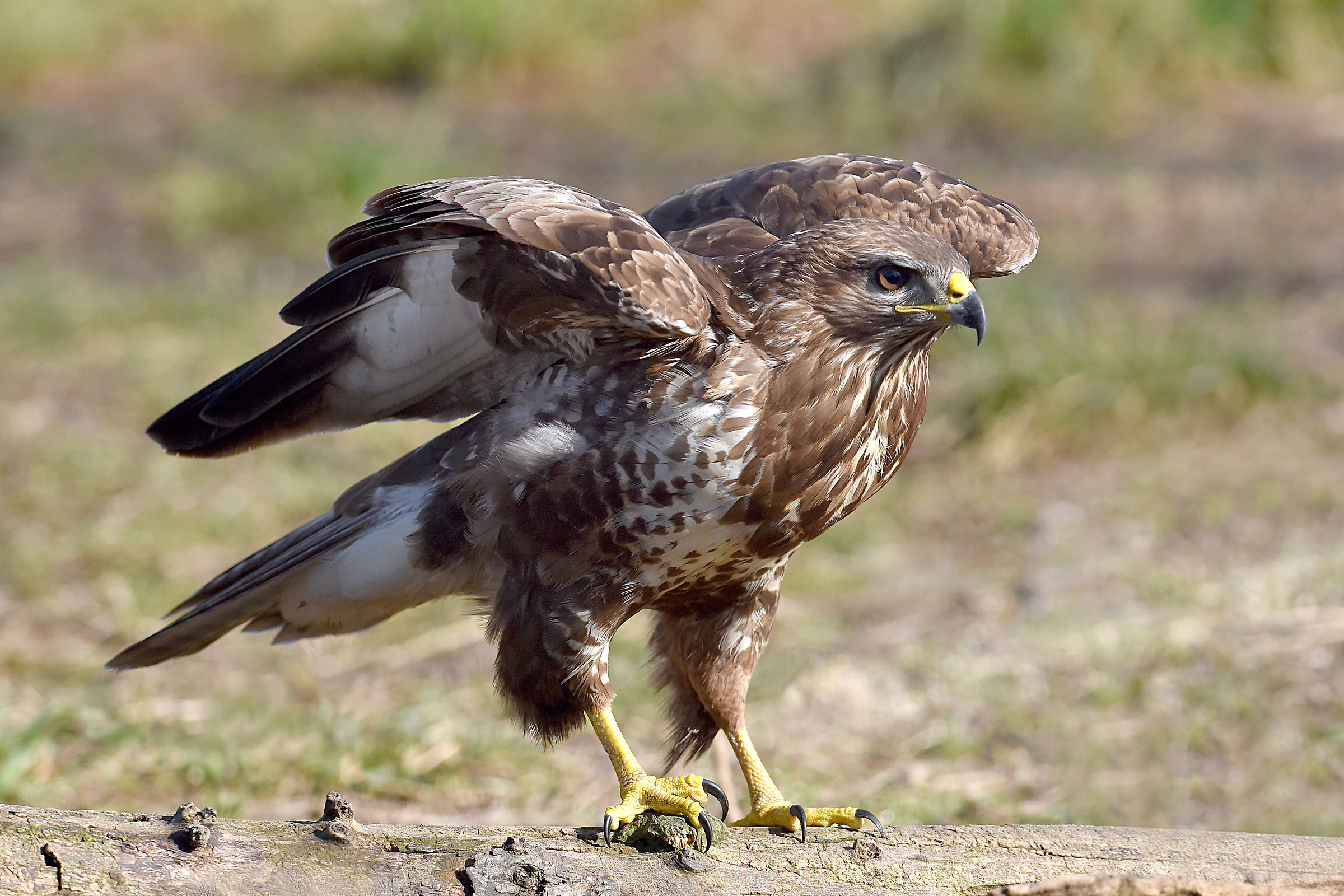 We do not expect the wind