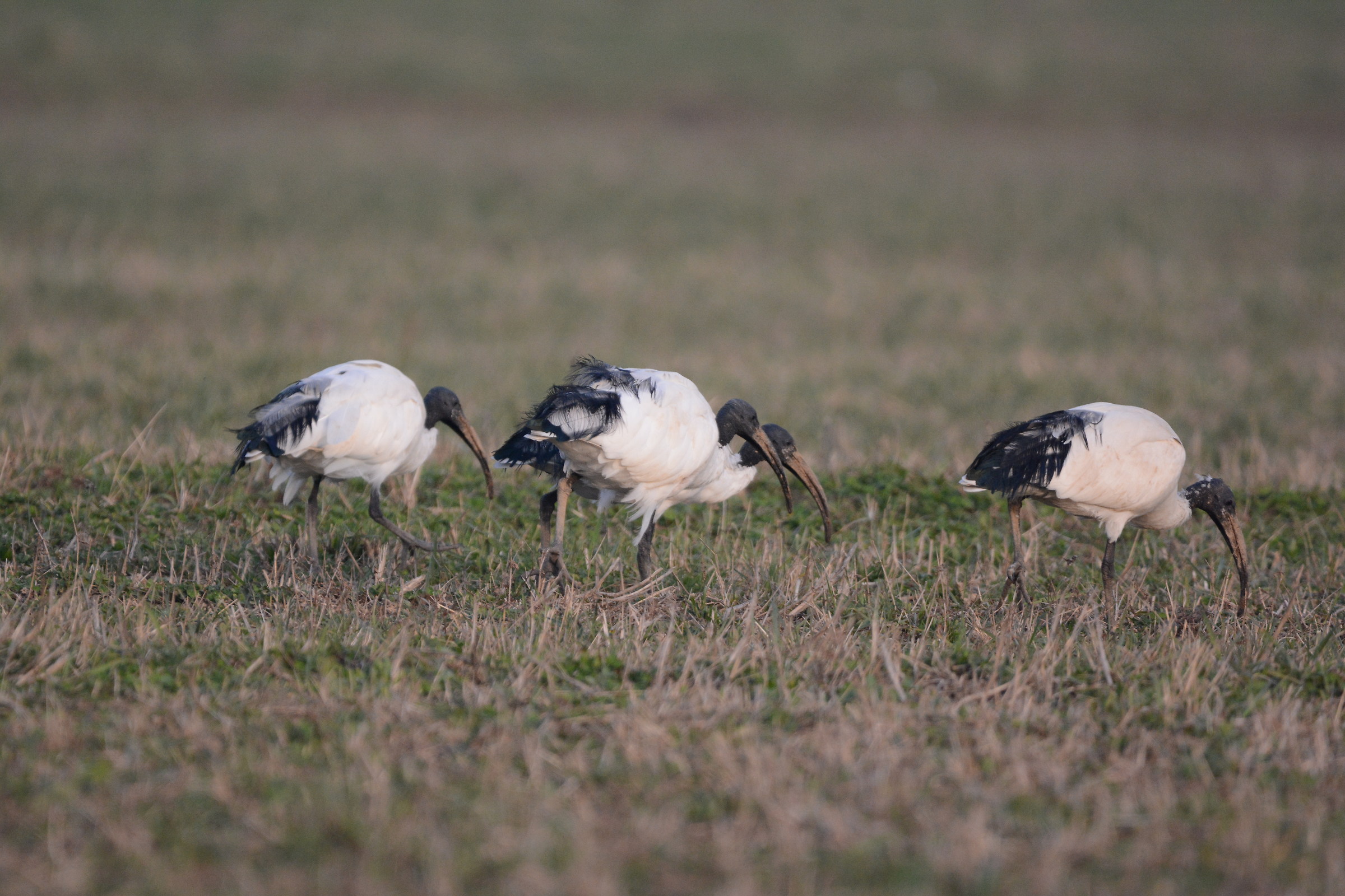 Ibis sacro (Threskiornis aethiopicus) - febbraio