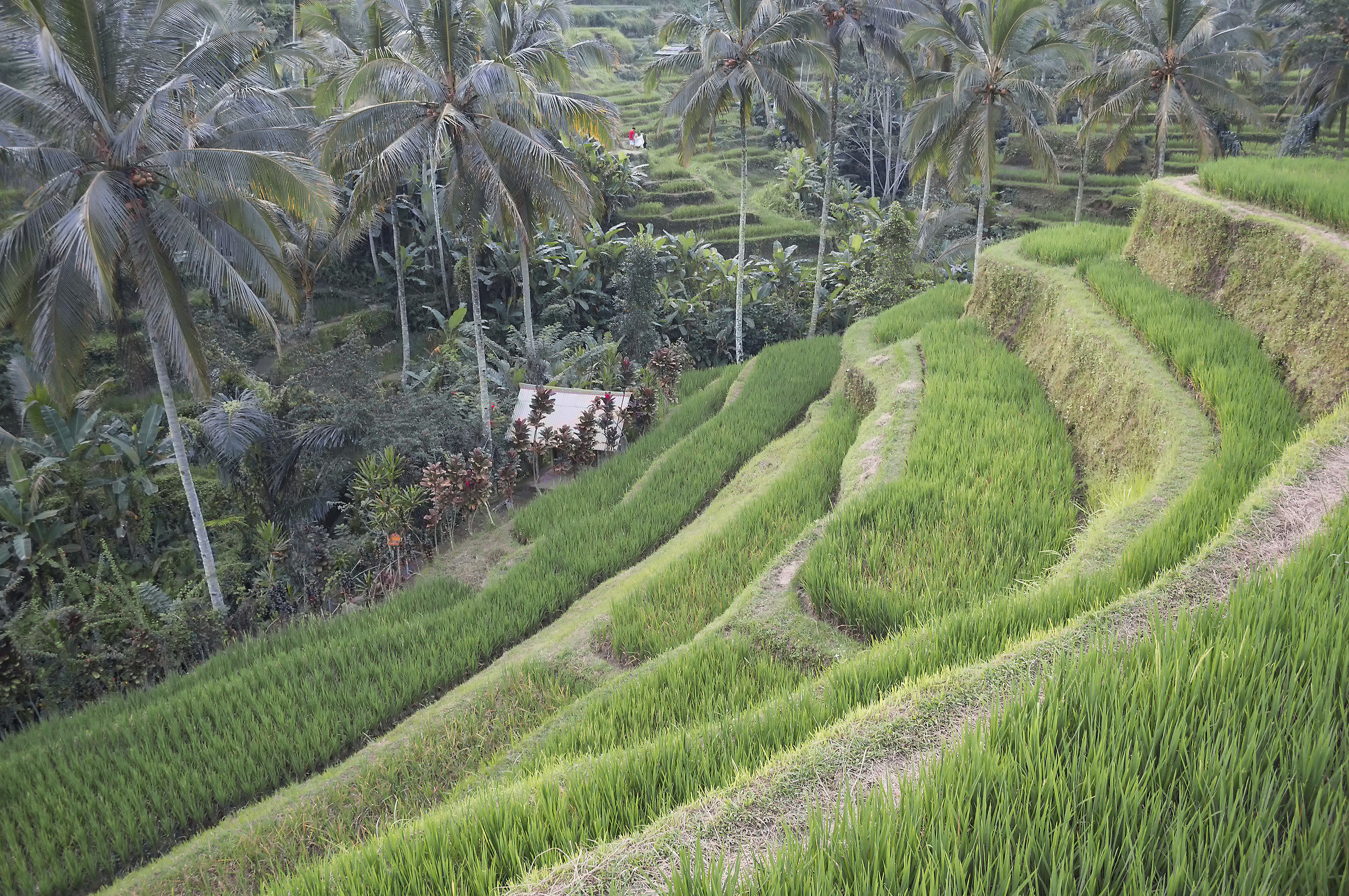 Rice terrace
