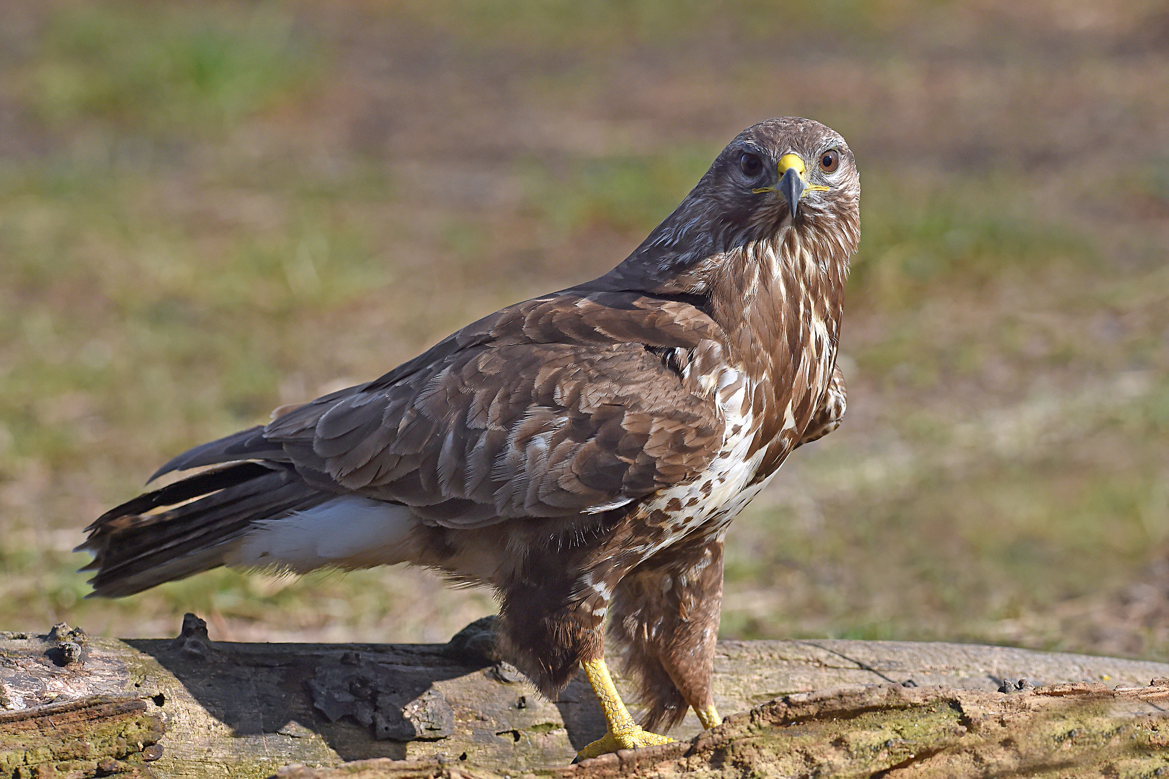 We do not expect the wind