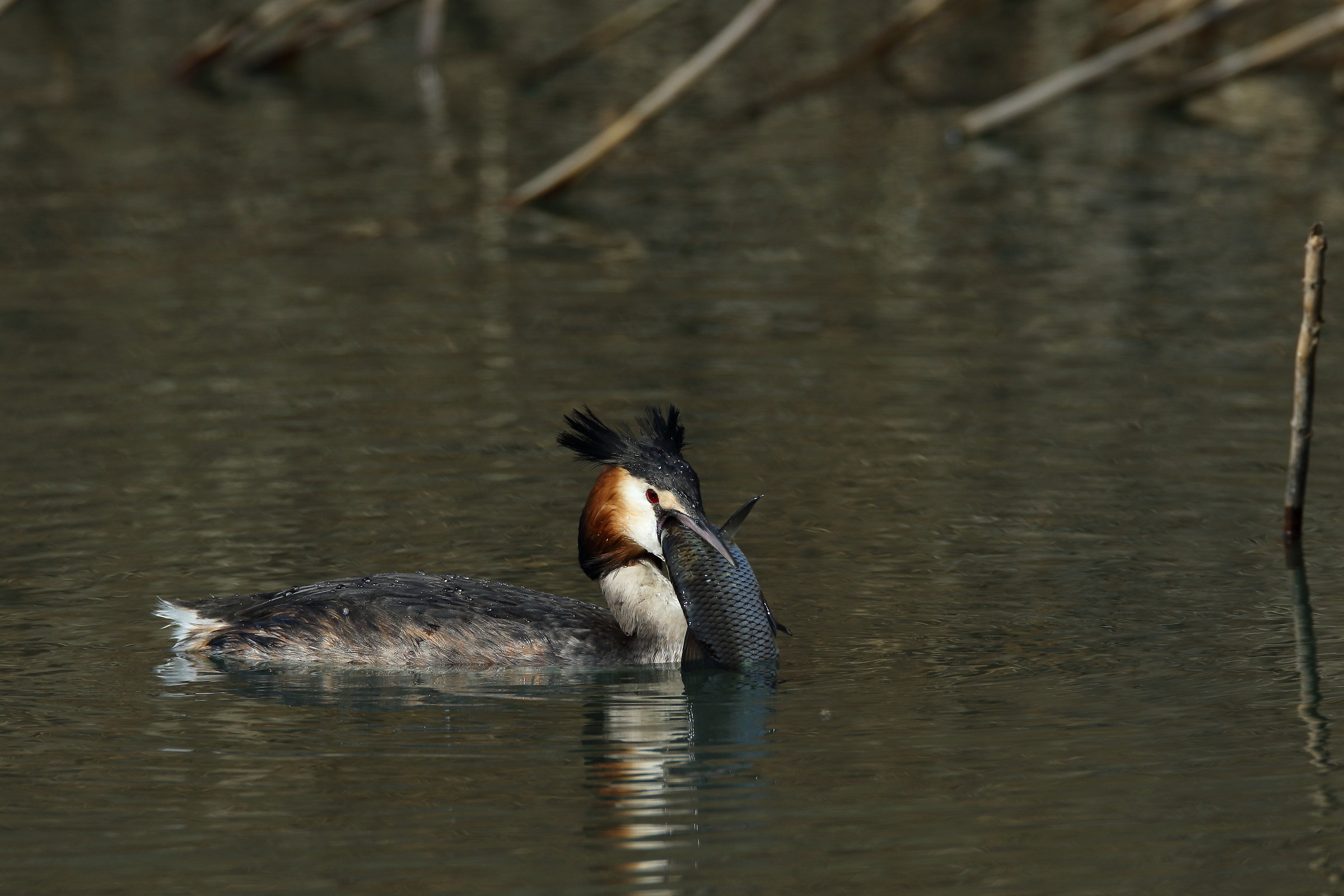 great crested grebe with prey