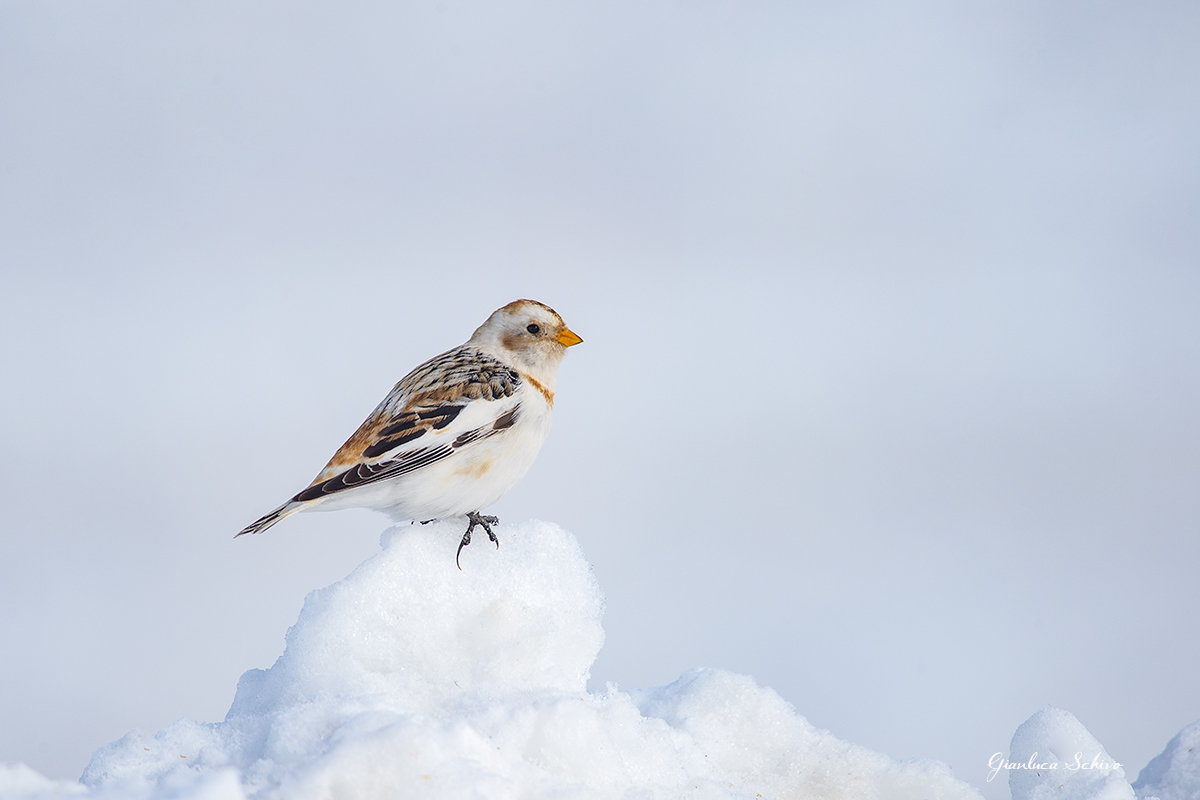Snow Bunting