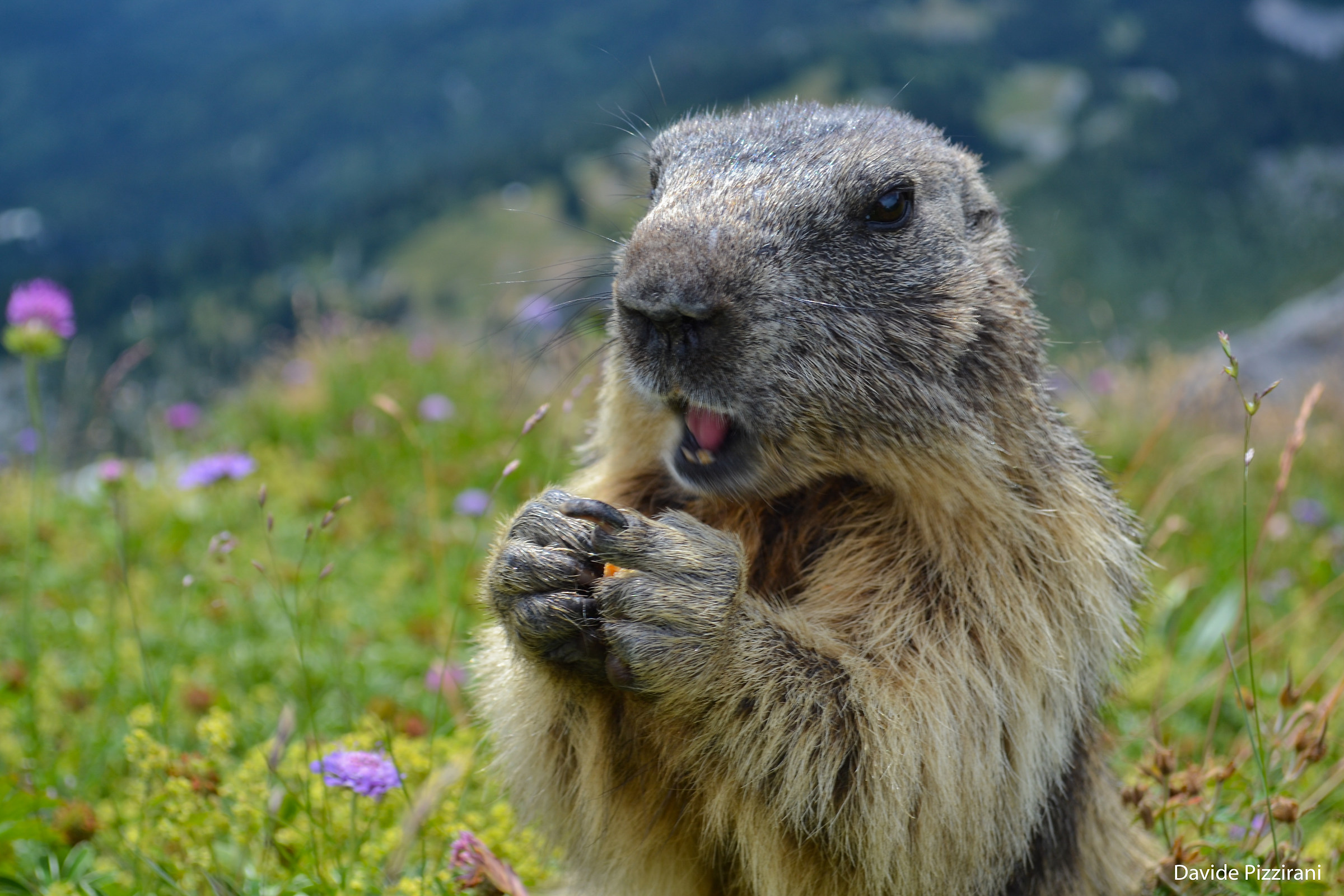 curious marmot