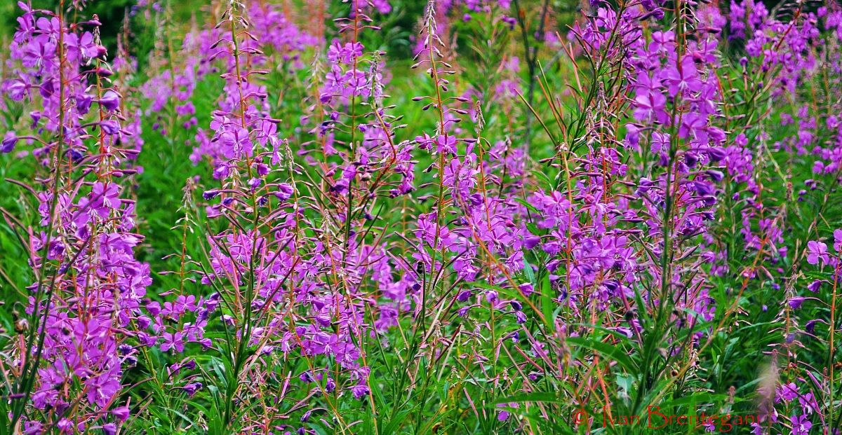 fiori selvatici in Val Pusteria