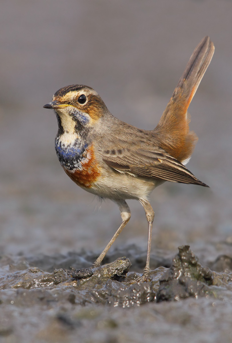 Bluethroat