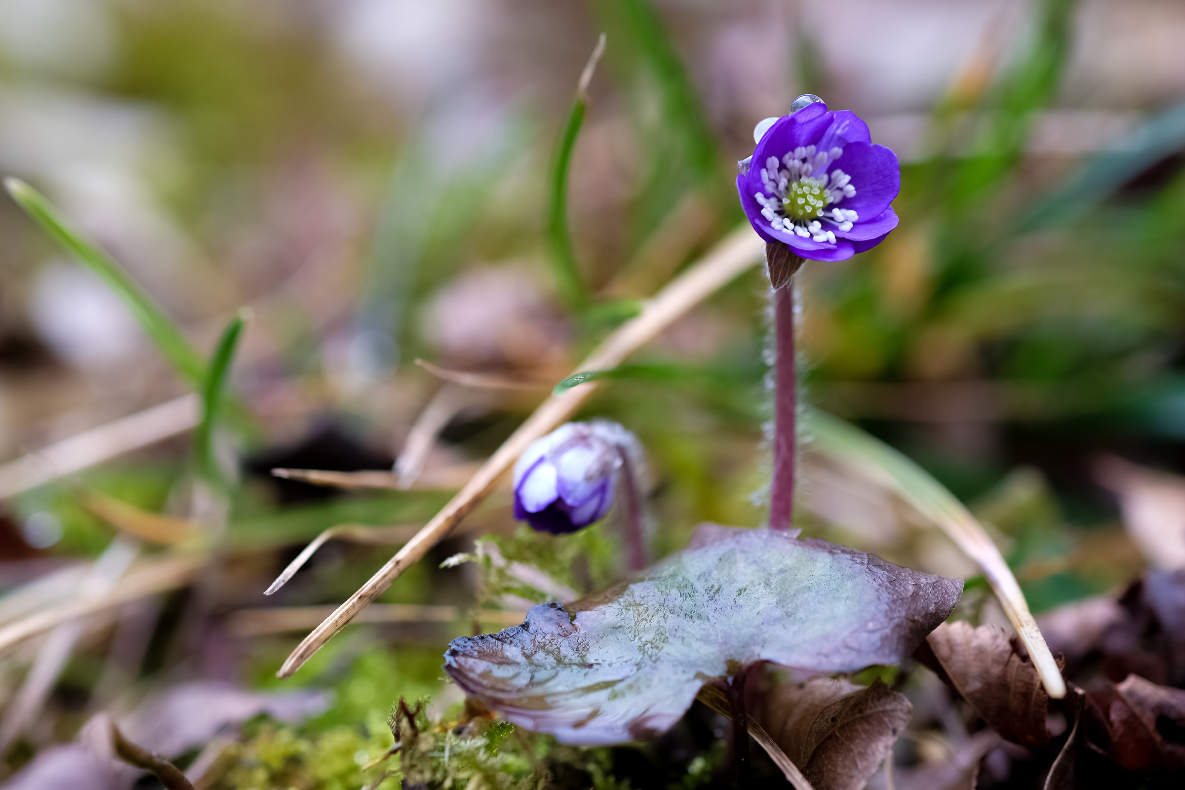 A tiny flower that points from the undergrowth