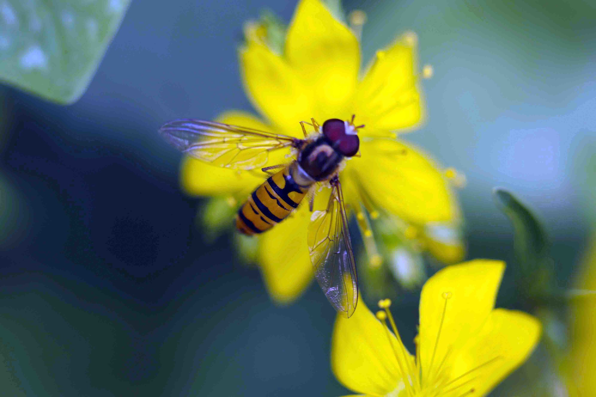Vespa su fiore giallo
