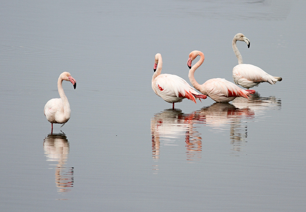Flamingos - Po Delta