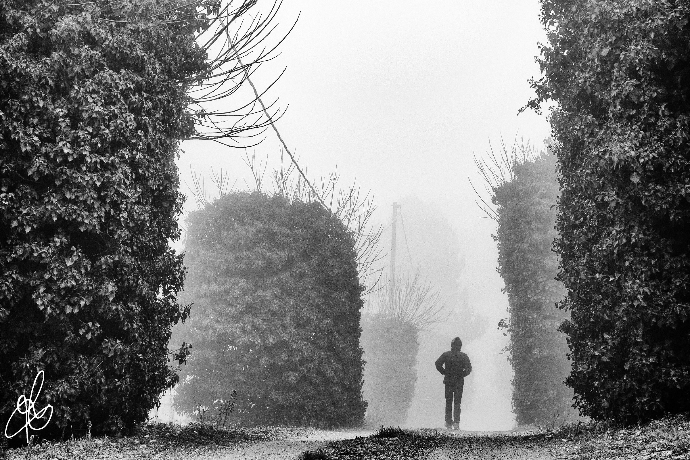 The Avenue of Solitude