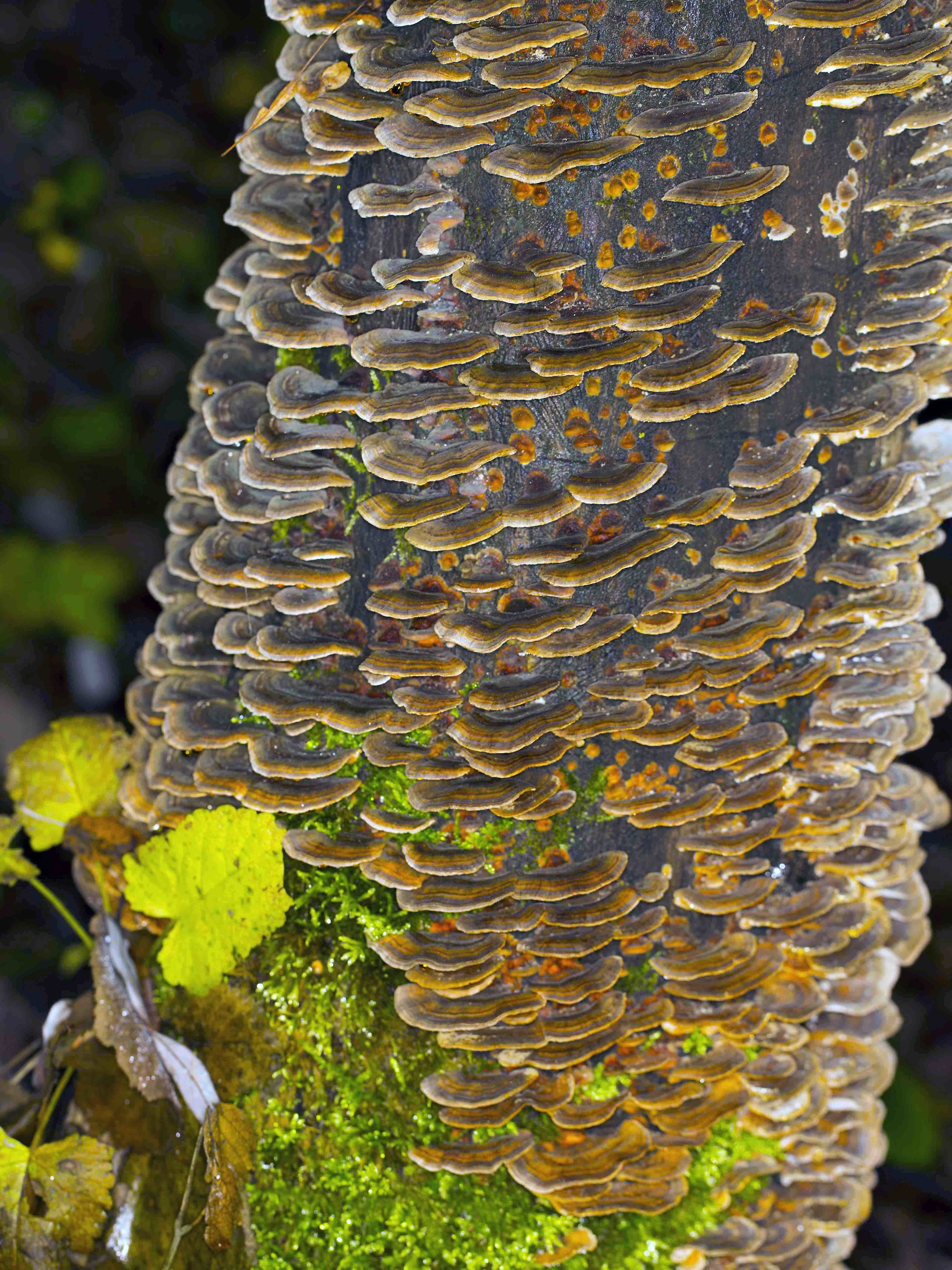 Tree invaded by fungus