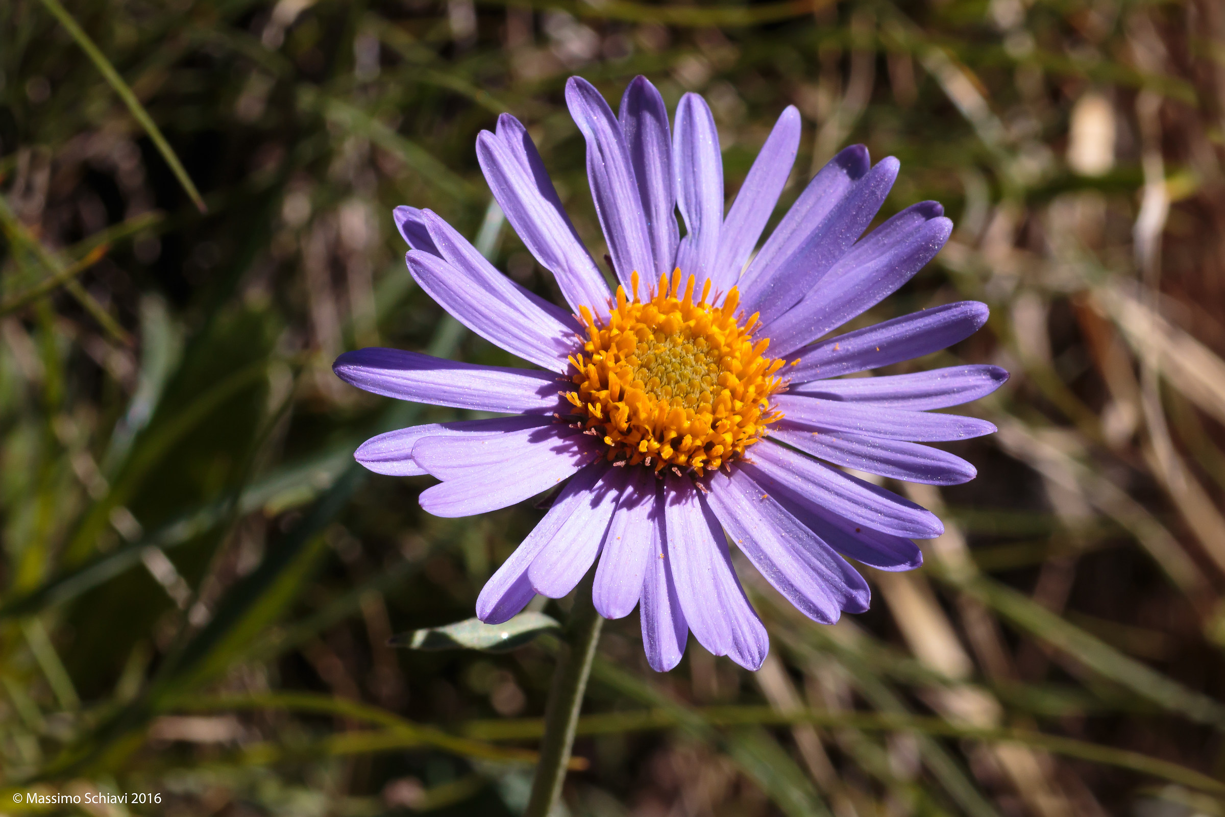 Aster alpinus L. - Alpine Astro