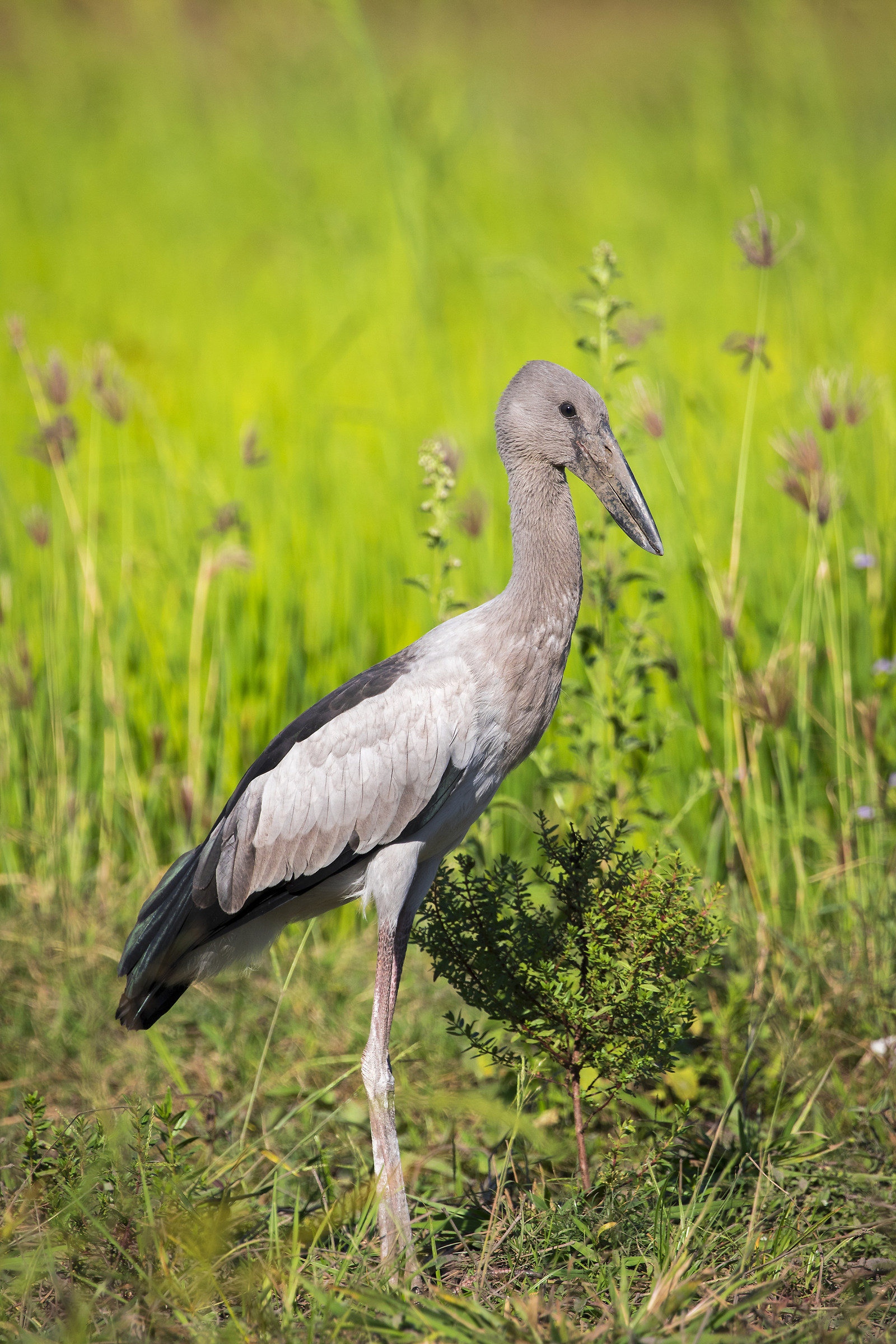 cicogna openbill asiatico
