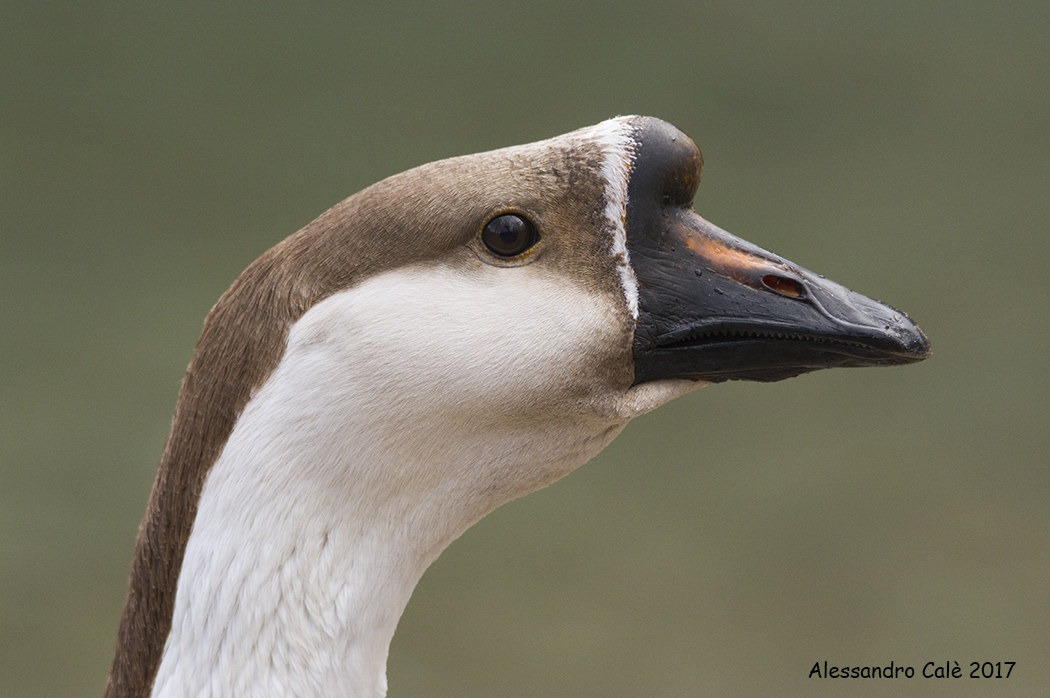 Anser cygnoides (Oca cignoide) 7576